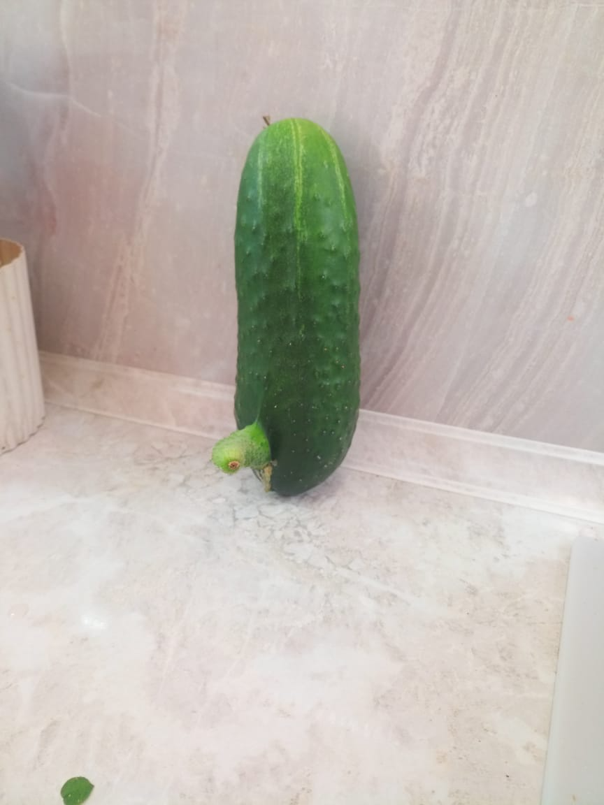 Male! - My, Cucumbers, Garden, Longpost