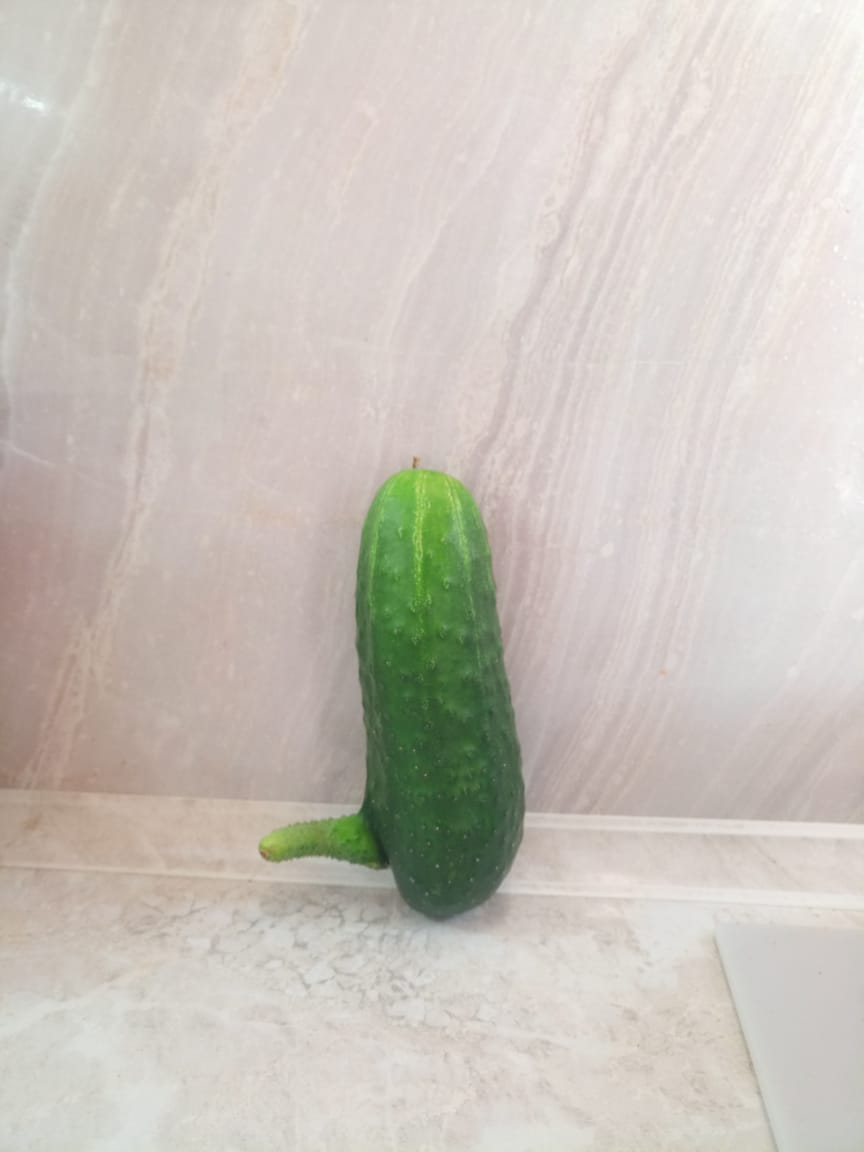 Male! - My, Cucumbers, Garden, Longpost