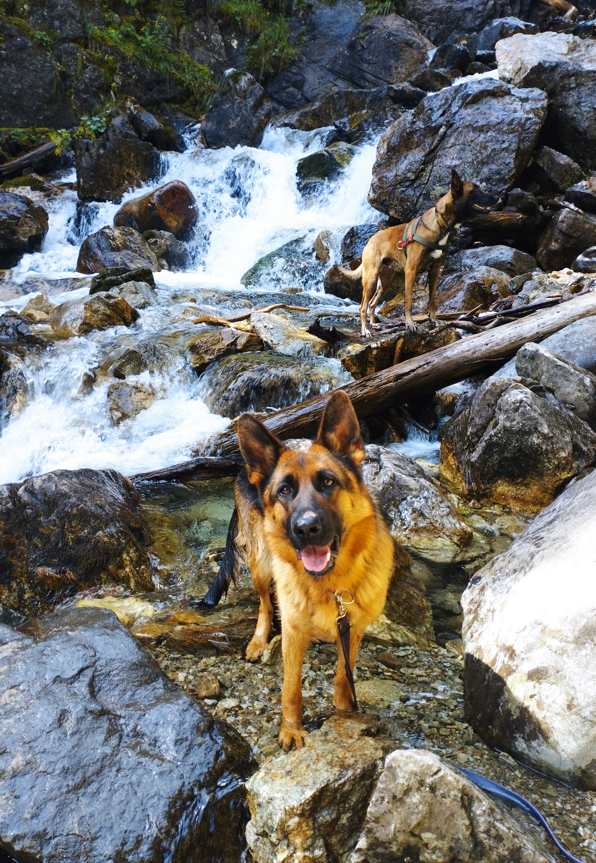 Dog landing on the waterfalls of the Belaya River, Karachay-Cherkessia - My, Caucasus, Karachay-Cherkessia, Arkhyz, German Shepherd, Malinois, Dog, Cynology, Hike