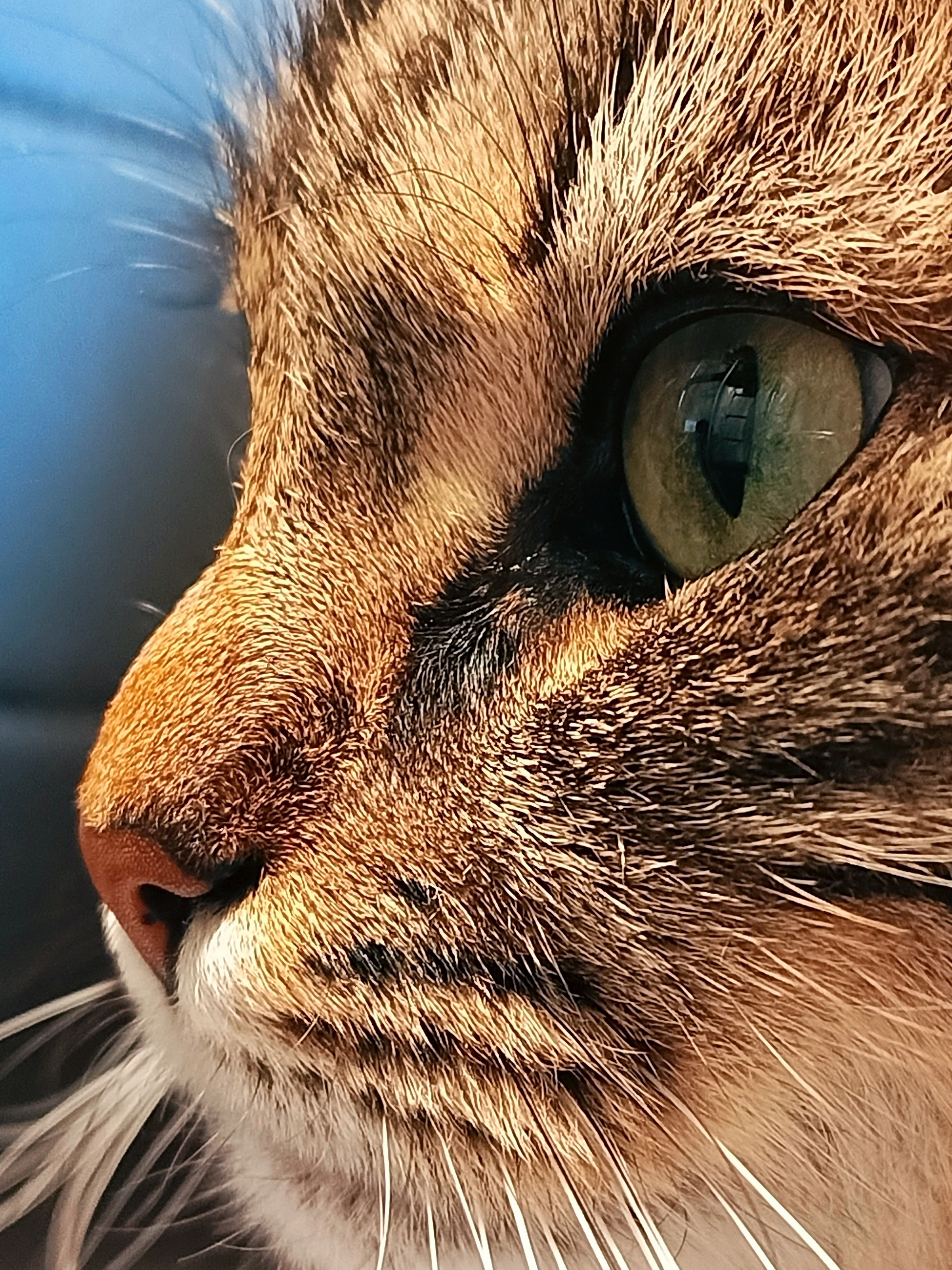 Cat's close up - My, cat, Macro photography, Mobile photography, Eyes, beauty, Longpost