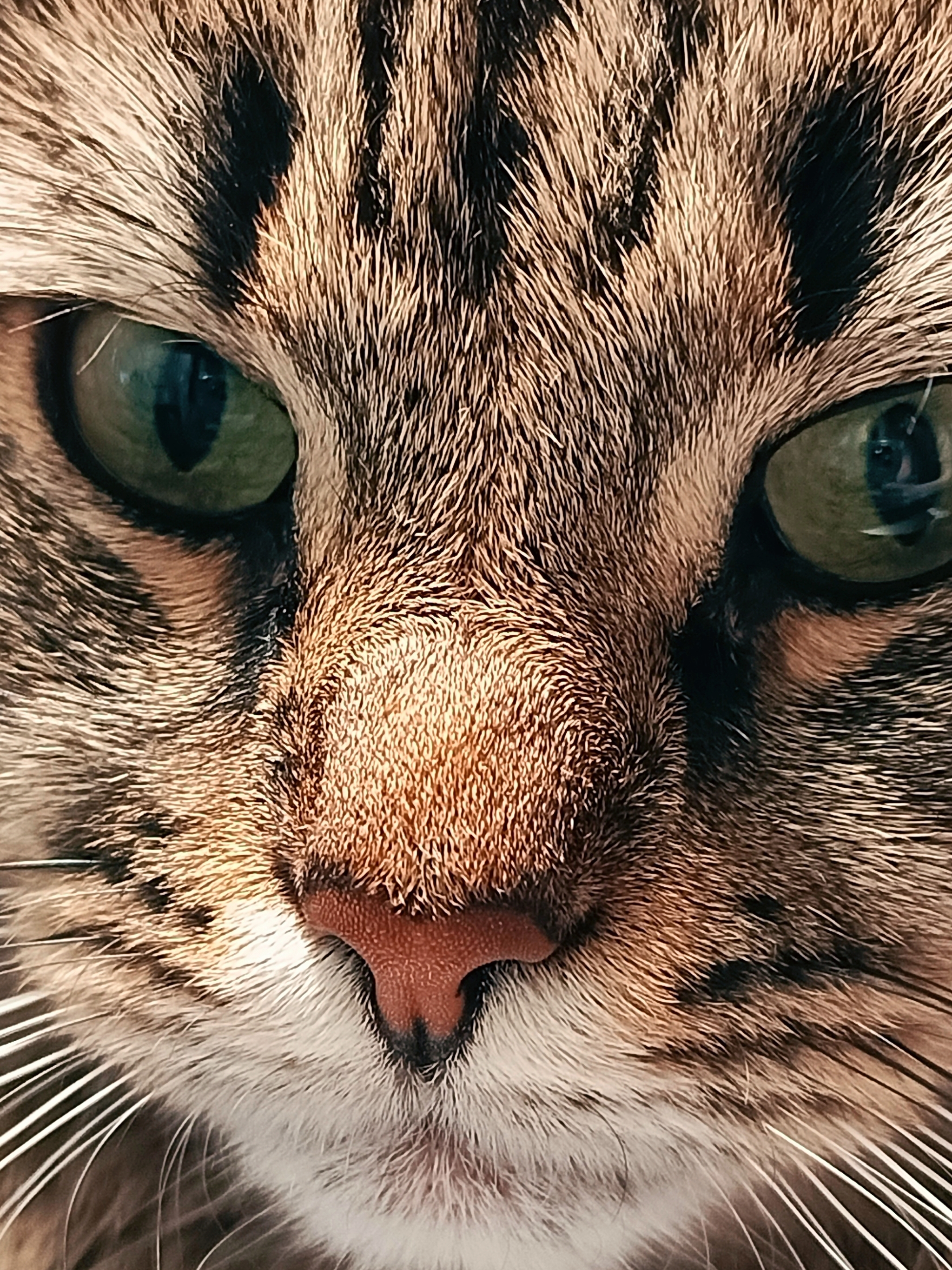 Cat's close up - My, cat, Macro photography, Mobile photography, Eyes, beauty, Longpost