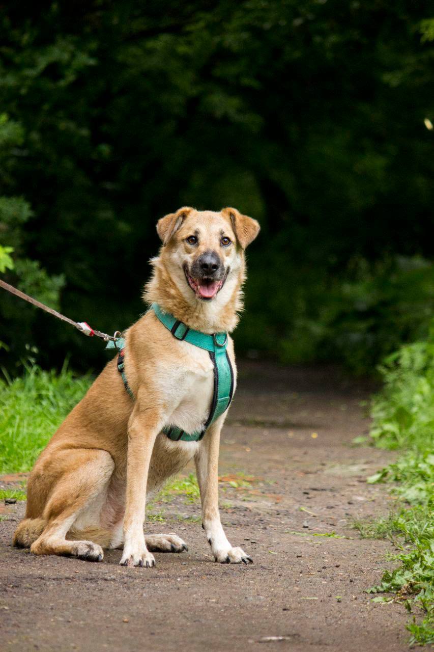 He was rescued from the parking lot of a residential building where his previous owners had thrown him out. - In good hands, Helping animals, Dog, Longpost