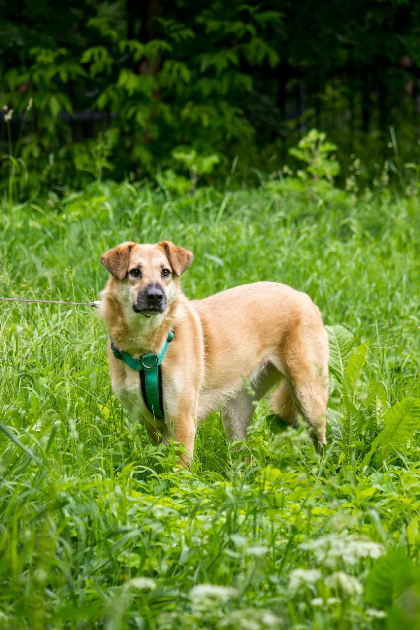 He was rescued from the parking lot of a residential building where his previous owners had thrown him out. - In good hands, Helping animals, Dog, Longpost