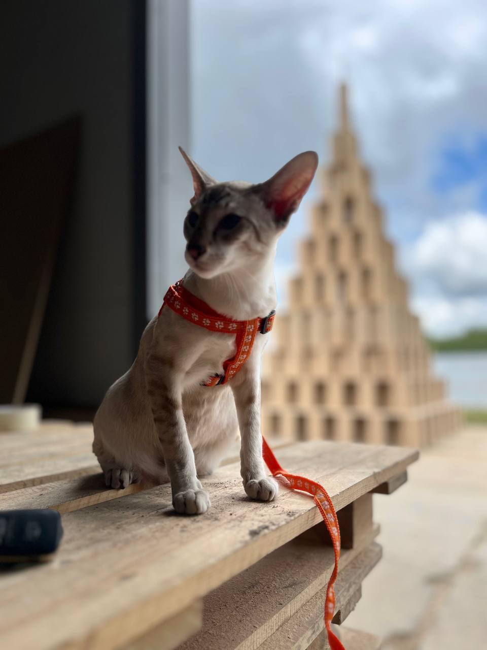 The world's tallest scratching post was built in Russia - Scratching post, World record, cat, Ivanovo, Record, Jute, Longpost