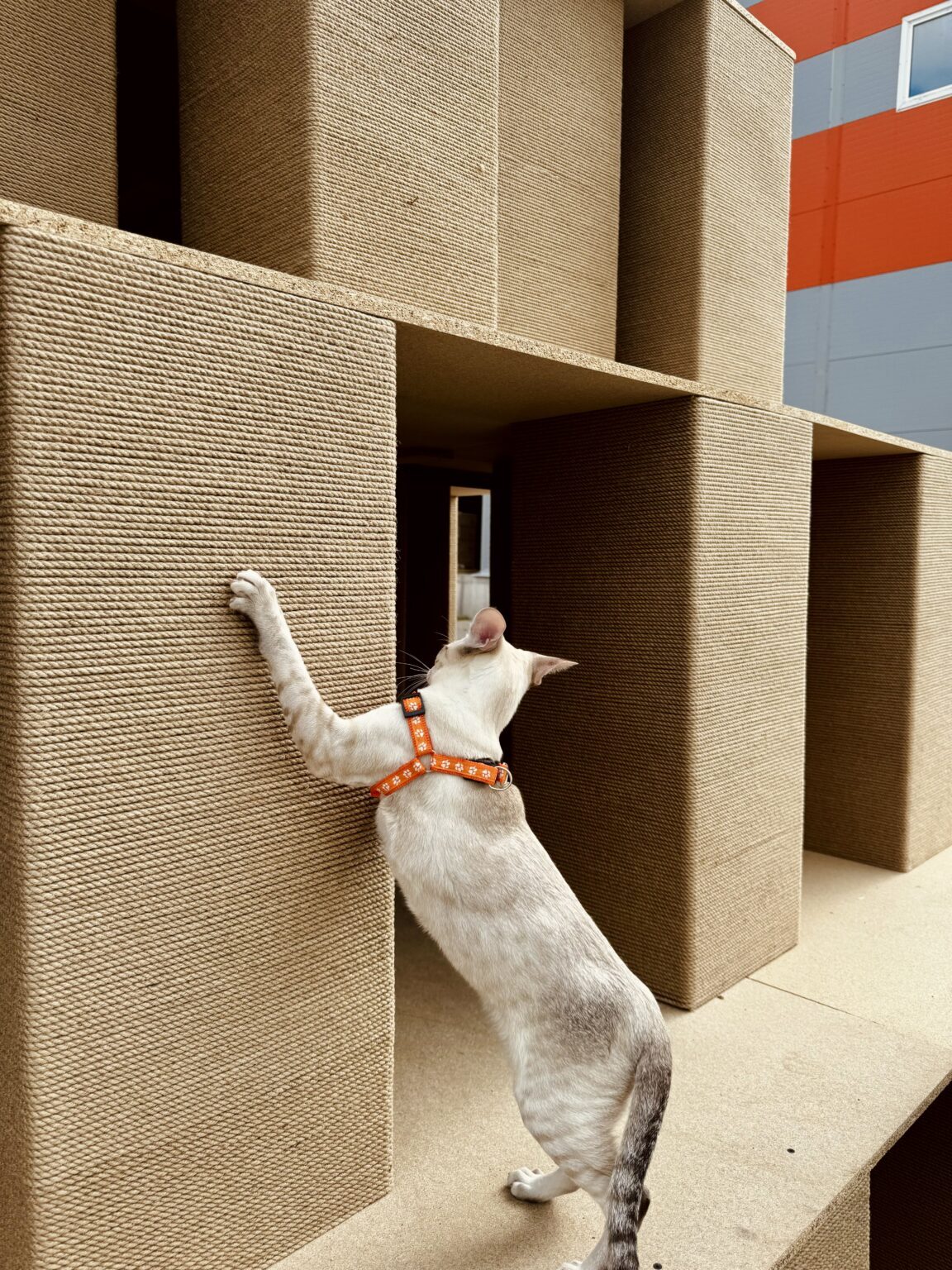 The world's tallest scratching post was built in Russia - Scratching post, World record, cat, Ivanovo, Record, Jute, Longpost