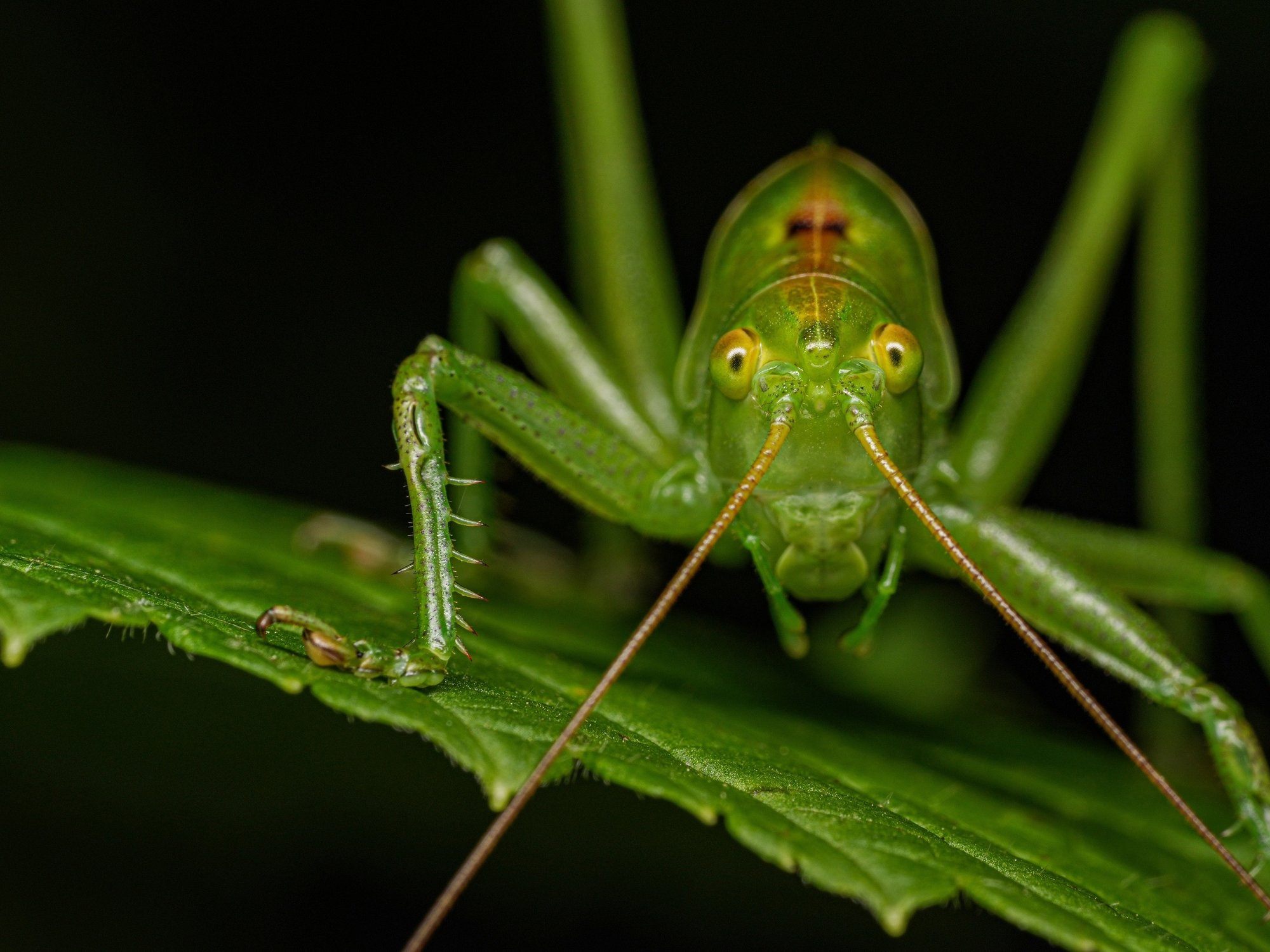 Any problems? - Grasshopper, The photo, Dmitrovsky District, Moscow region, Arthropods, Insects, Wild animals, Macro photography, Photo hunting