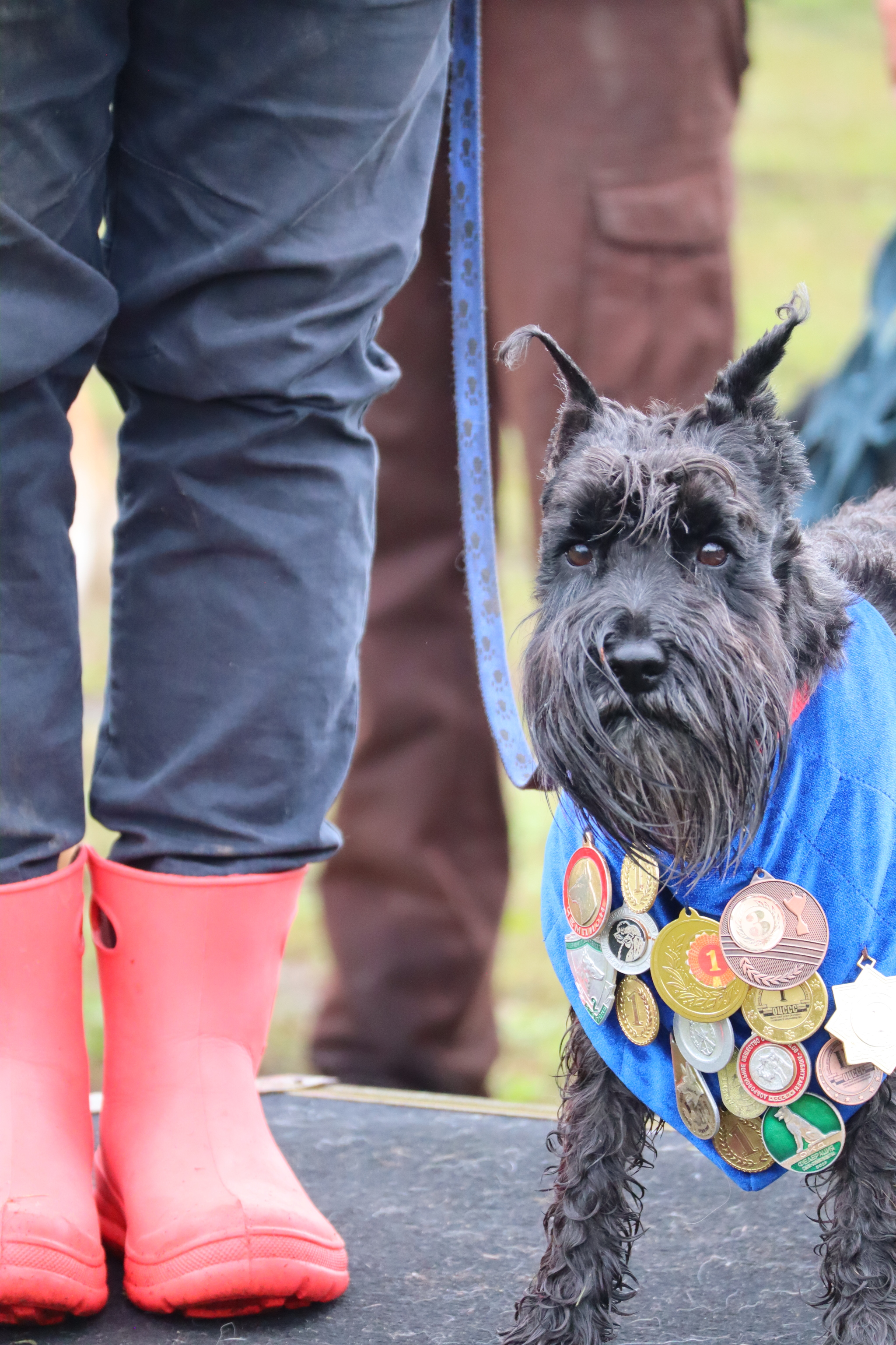 Dog training in Omsk - OCSSSS. OKD award! - Dog, Dog lovers, Puppies, Omsk, Training, Г“Г±Г±Г±, Amstaff, French Bulldog, German Shepherd, Malinois, Miniature schnauzer, Longpost