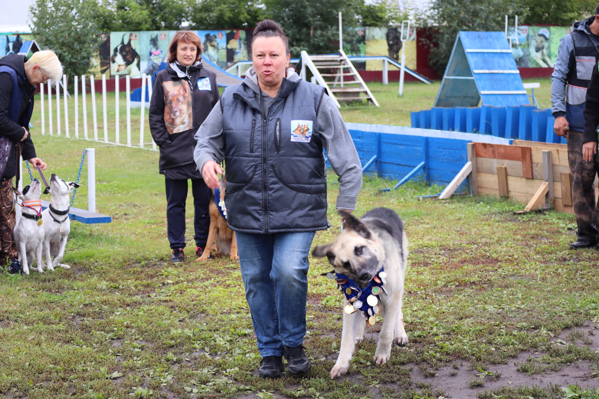 Dog training in Omsk - OCSSSS. OKD award! - Dog, Dog lovers, Puppies, Omsk, Training, Г“Г±Г±Г±, Amstaff, French Bulldog, German Shepherd, Malinois, Miniature schnauzer, Longpost