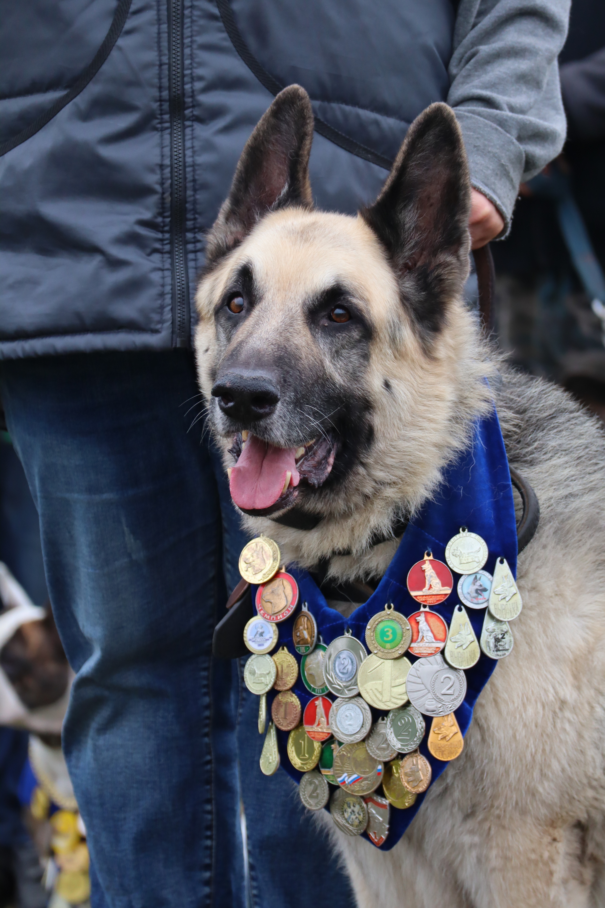 Dog training in Omsk - OCSSSS. OKD award! - Dog, Dog lovers, Puppies, Omsk, Training, Г“Г±Г±Г±, Amstaff, French Bulldog, German Shepherd, Malinois, Miniature schnauzer, Longpost