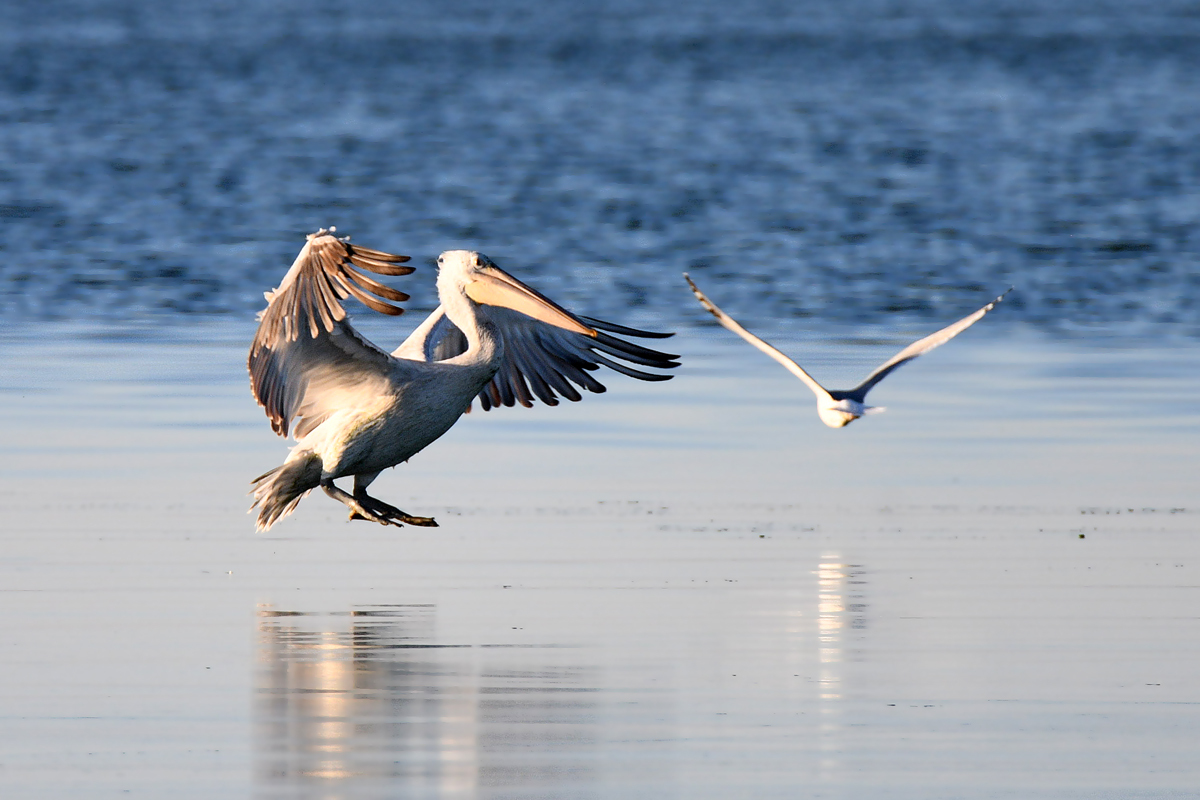 The story of one hunt - My, Pelican, Seagulls, Fishing, Longpost