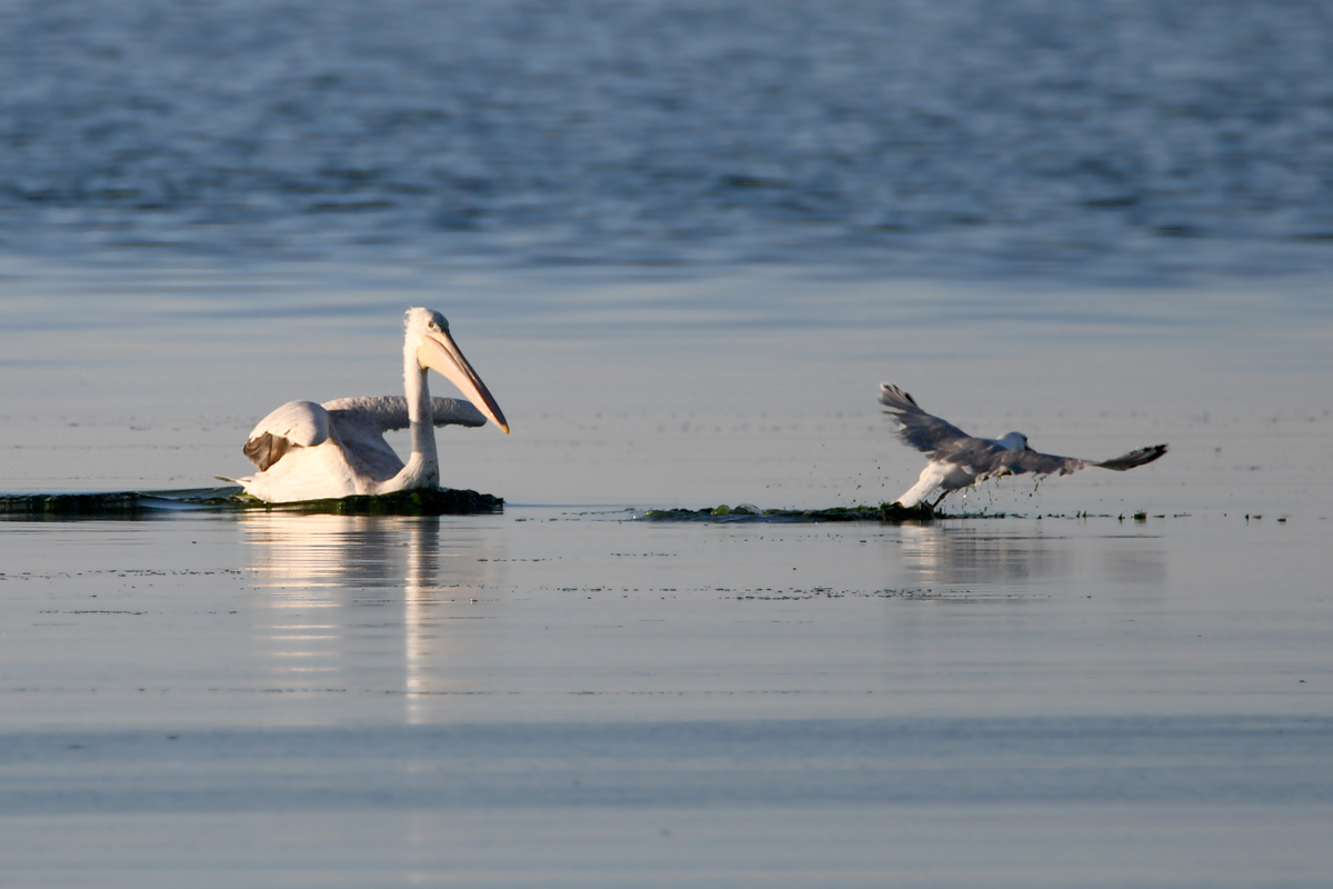 The story of one hunt - My, Pelican, Seagulls, Fishing, Longpost