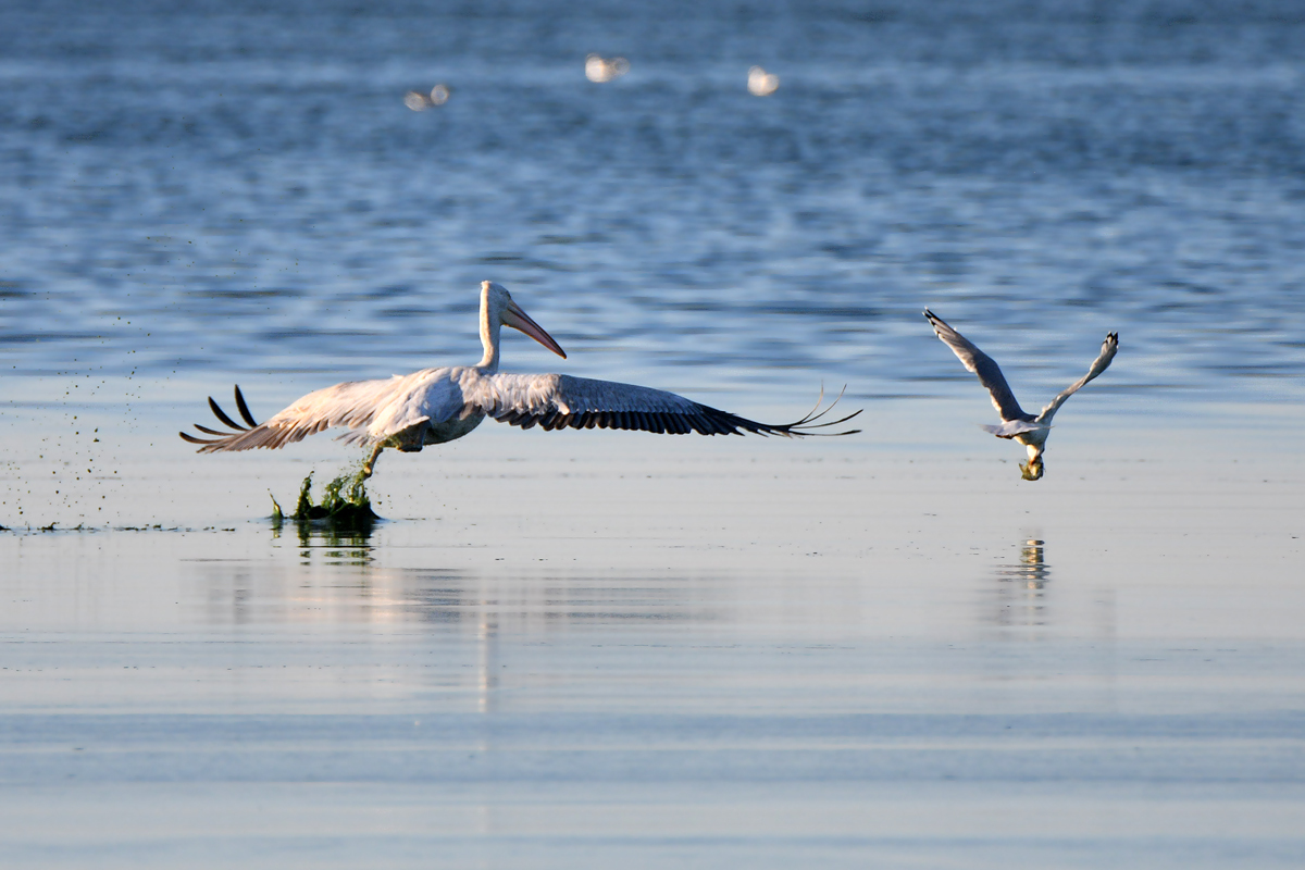 The story of one hunt - My, Pelican, Seagulls, Fishing, Longpost