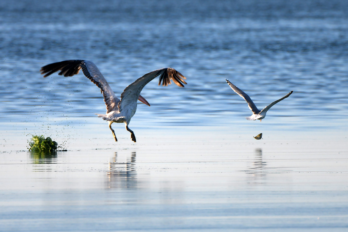 The story of one hunt - My, Pelican, Seagulls, Fishing, Longpost