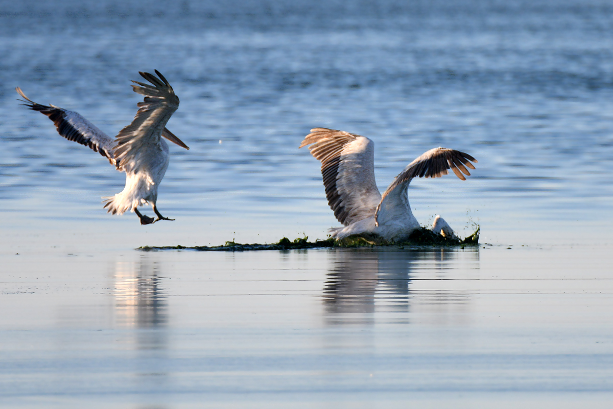 The story of one hunt - My, Pelican, Seagulls, Fishing, Longpost