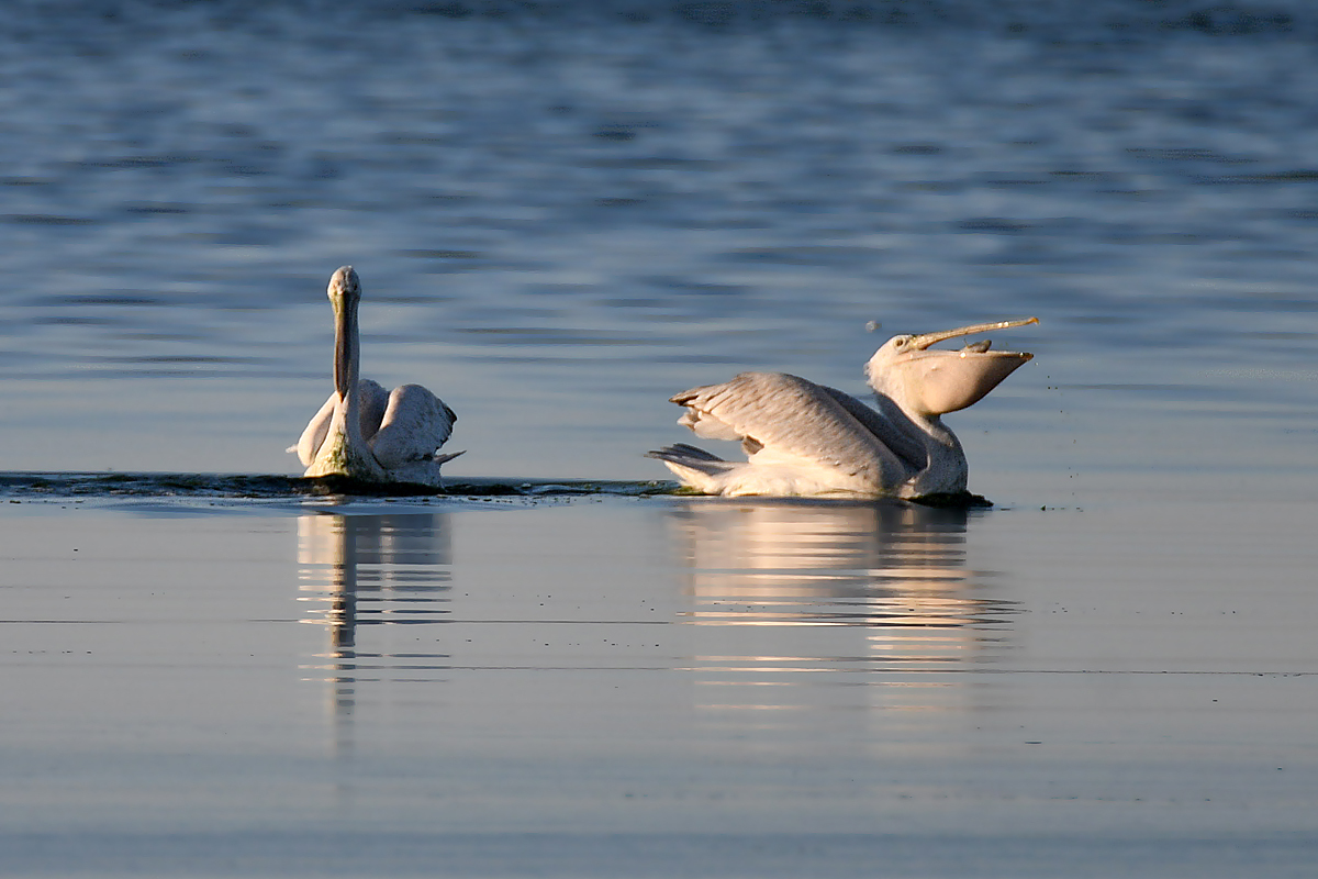 The story of one hunt - My, Pelican, Seagulls, Fishing, Longpost