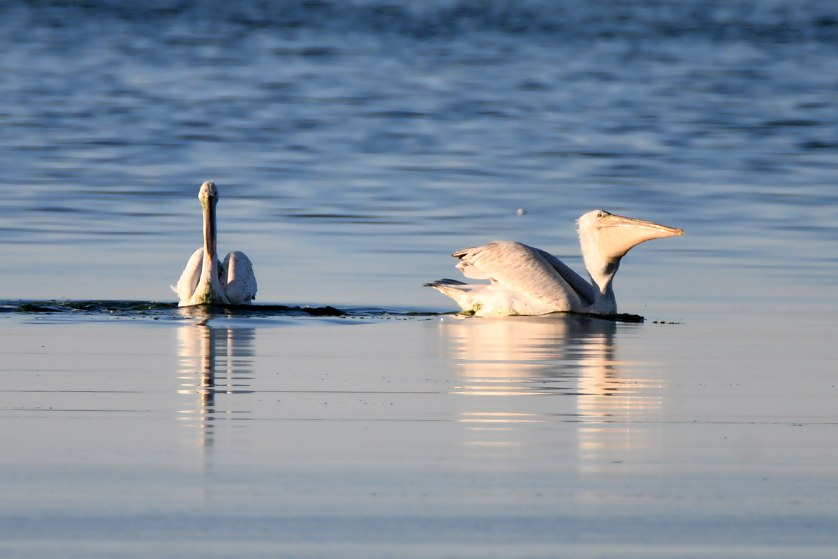 The story of one hunt - My, Pelican, Seagulls, Fishing, Longpost