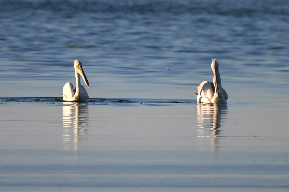 The story of one hunt - My, Pelican, Seagulls, Fishing, Longpost