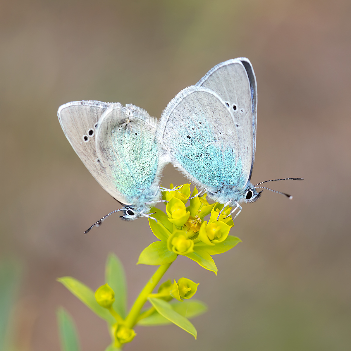 Love and Butterflies - My, Butterfly, golubyanka, Love, Macro photography, Photo hunting, The photo