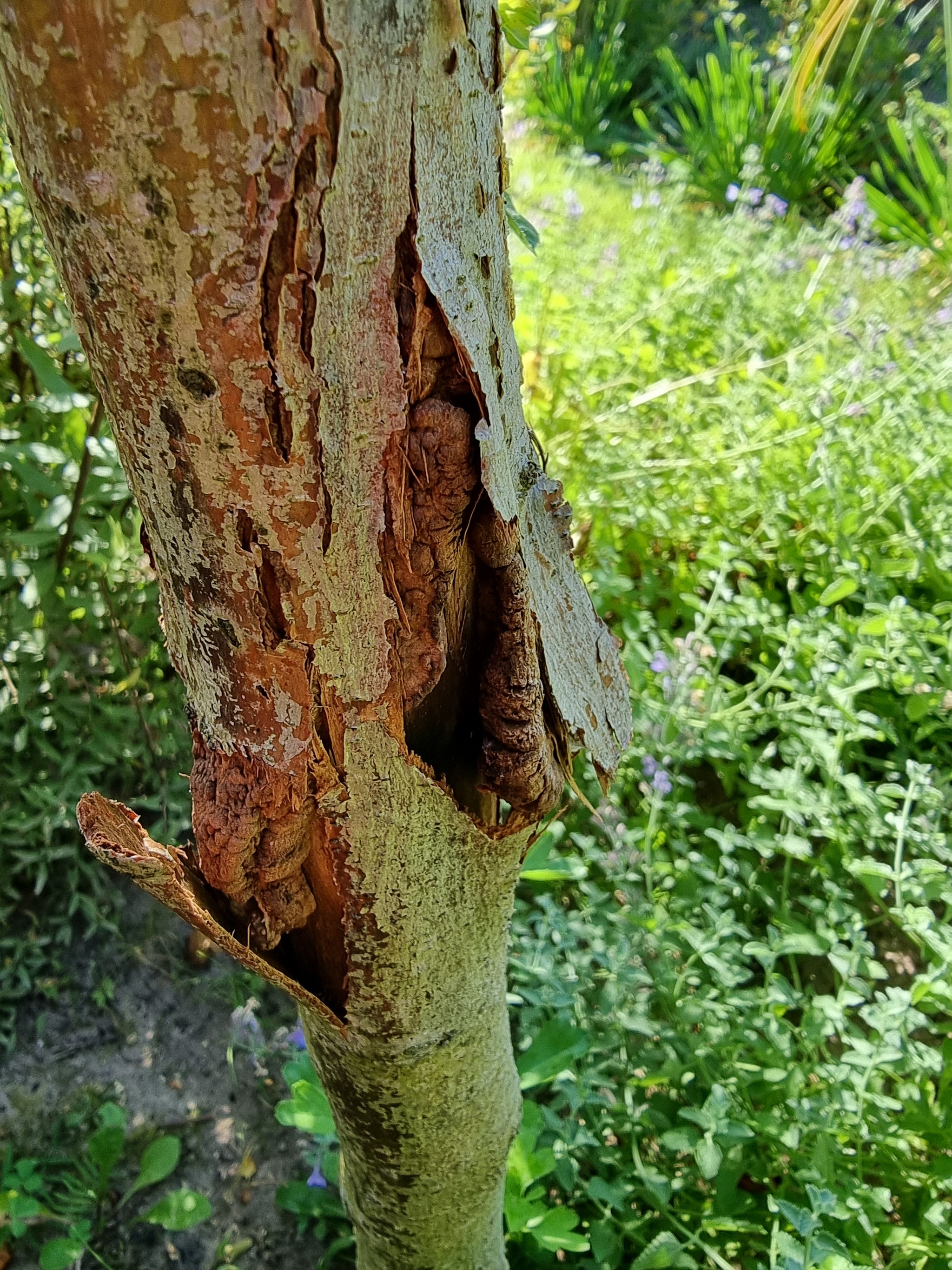 Tree disease - My, Tree, Gardening, Longpost