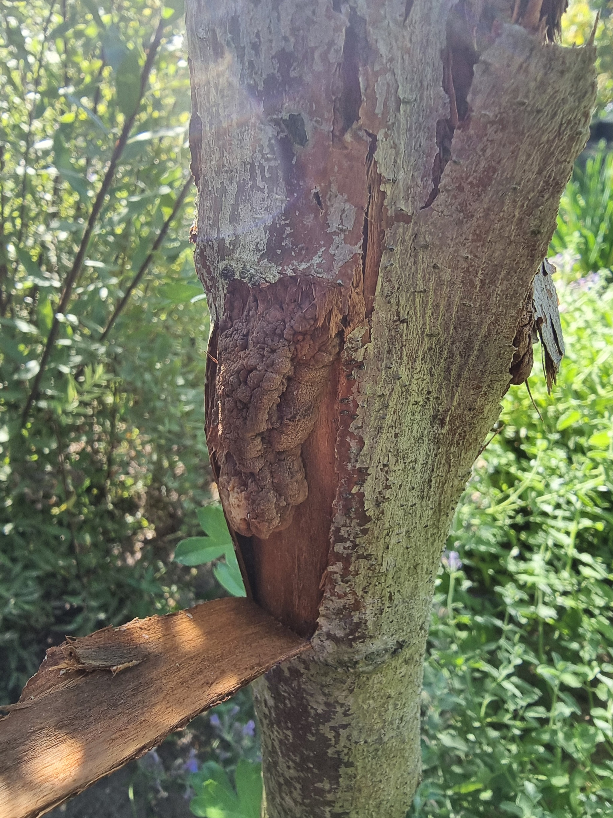 Tree disease - My, Tree, Gardening, Longpost