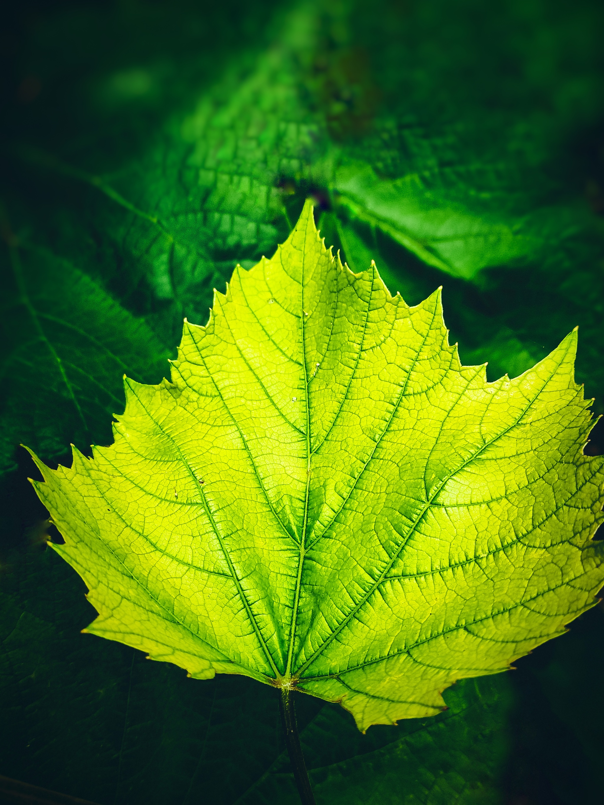 Untitled - My, Leaves, Green, Vineyard, The photo