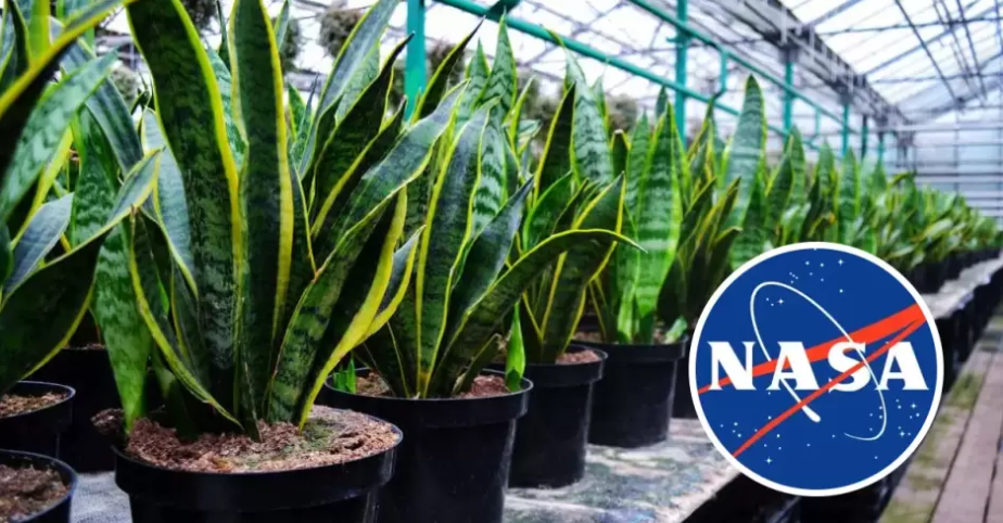 Mother-in-law's tongue named best air purifying plant by NASA - Sansevieria, Houseplants, Succulents, Plants, Longpost