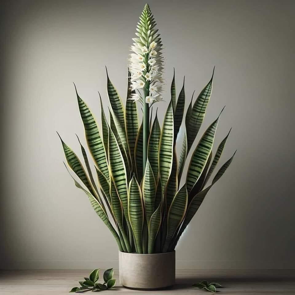 Mother-in-law's tongue named best air purifying plant by NASA - Sansevieria, Houseplants, Succulents, Plants, Longpost