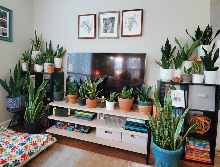 Mother-in-law's tongue named best air purifying plant by NASA - Sansevieria, Houseplants, Succulents, Plants, Longpost