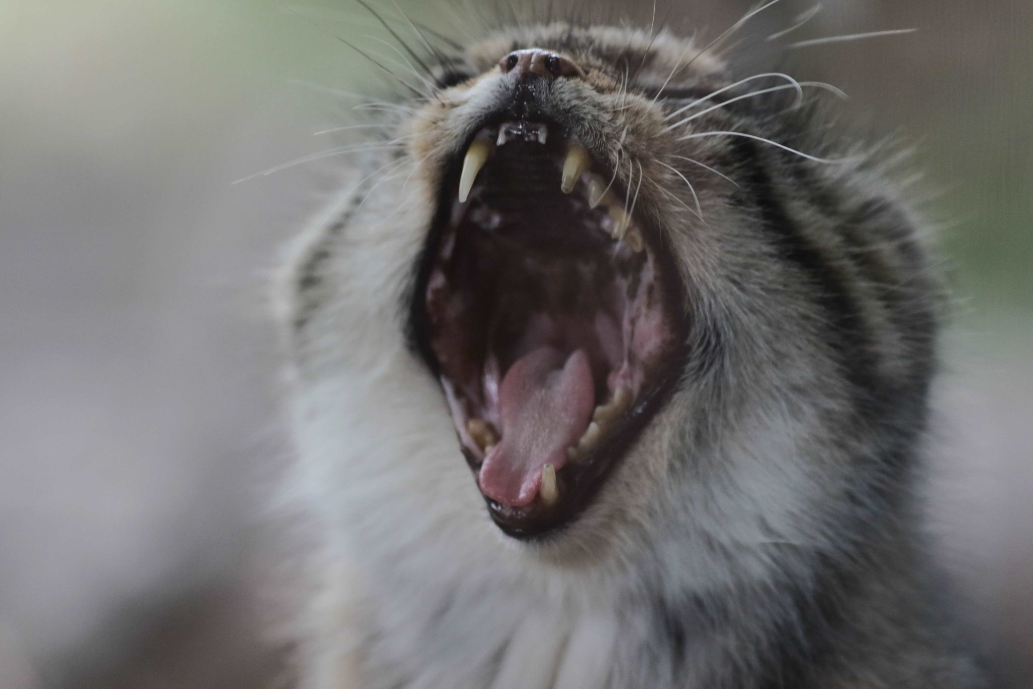 At the dentist's - Wild animals, Zoo, Predatory animals, Cat family, Pallas' cat, Yawn, To fall, Small cats