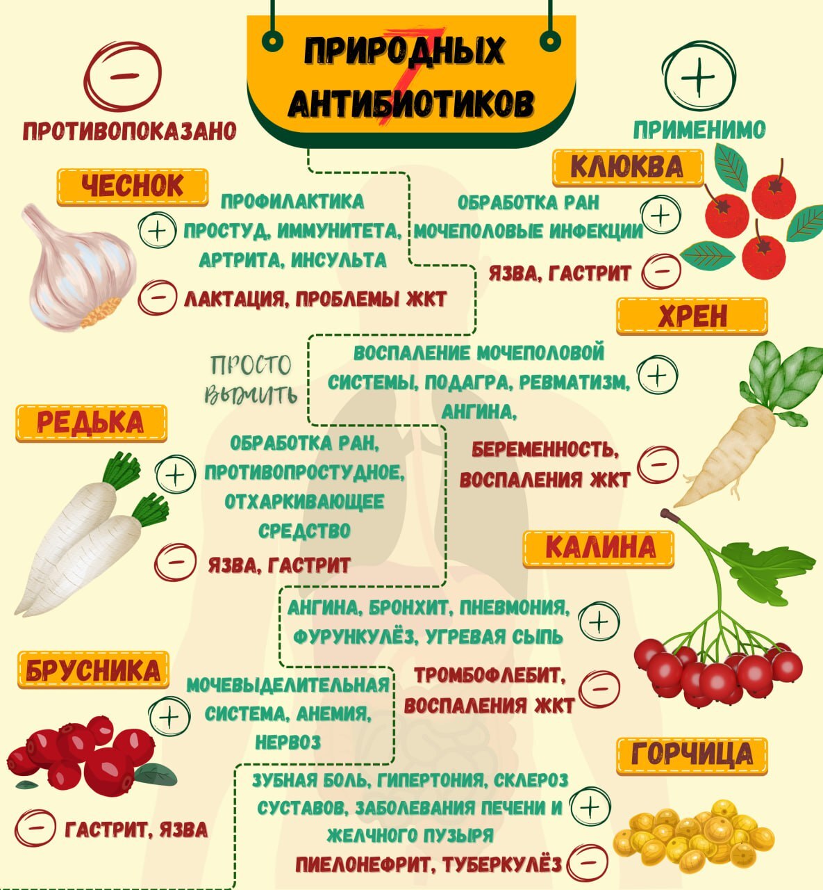 Natural Antibiotics: Natural Defense for Your Health! - My, Health, Education, Antibiotics, Infographics, Prophylaxis, Фрукты, Vegetables, Disease, Berries, Medications, Treatment, Nature, Useful, Benefits and harms, The medicine, Organism, Hike, Healthy lifestyle, Contraindications, Nutrition