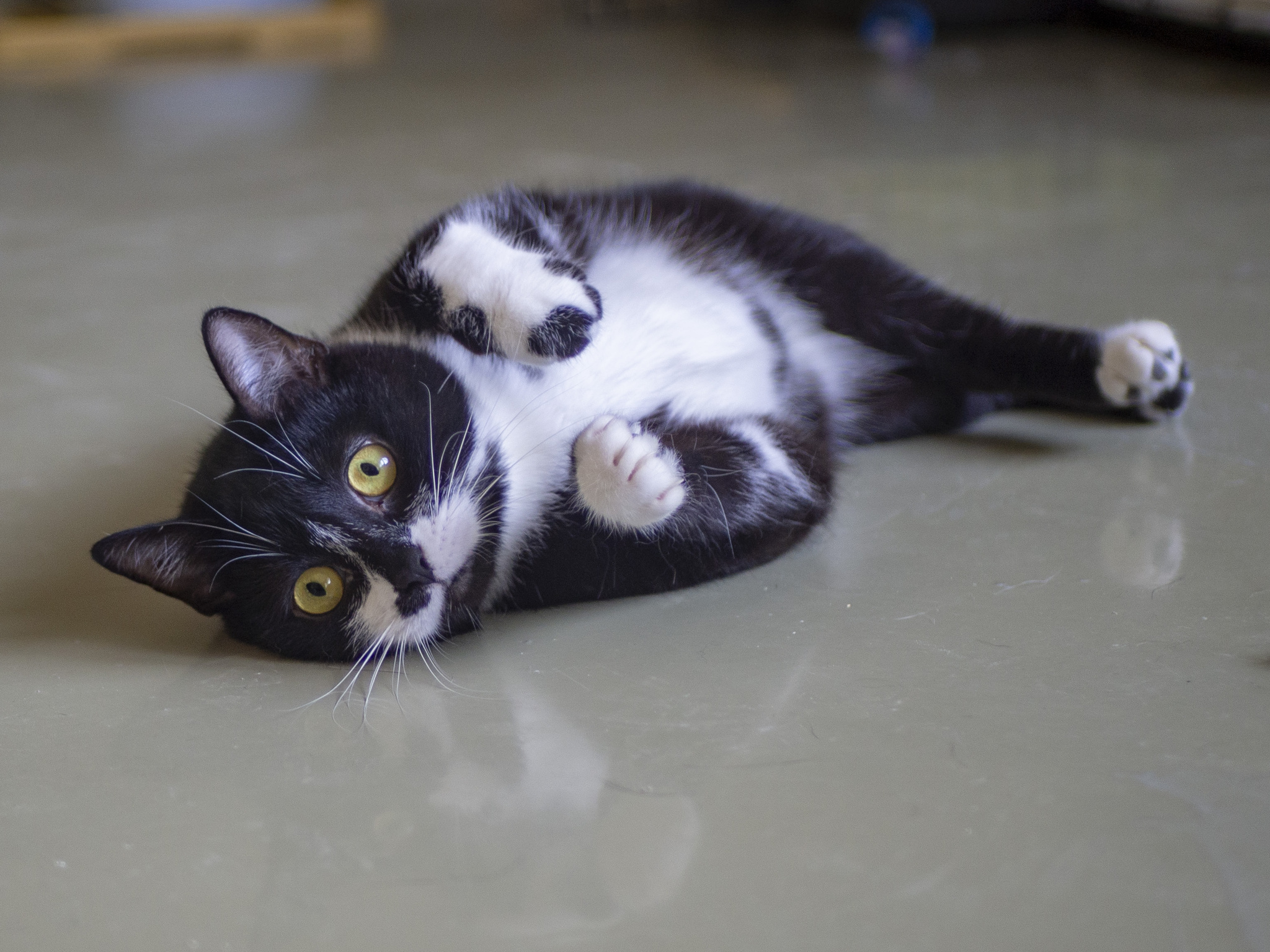 A special cat and a little trouble - cat, Homeless animals, Charity, In good hands, The strength of the Peekaboo, Kindness, Moscow region, Longpost