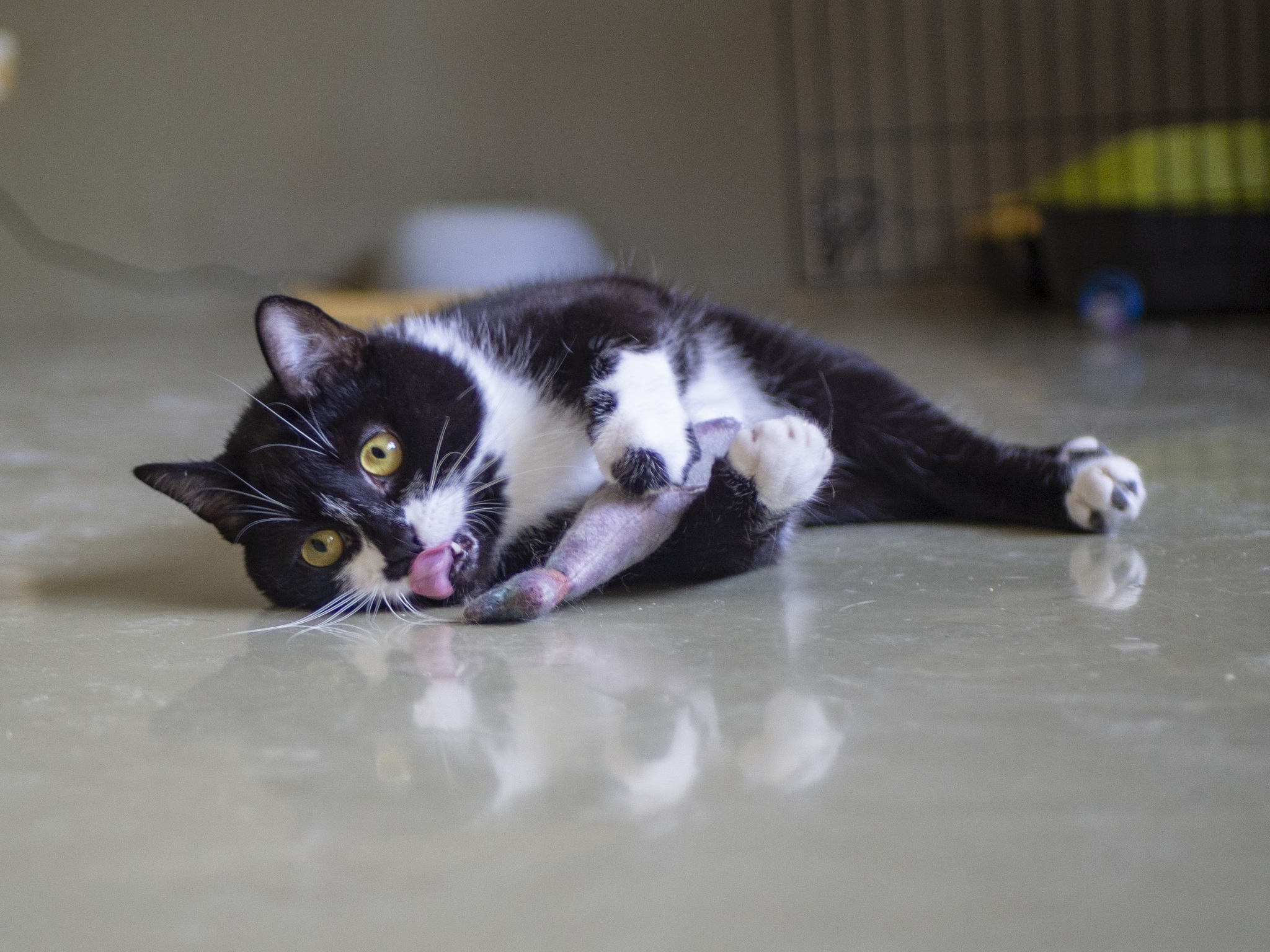 A special cat and a little trouble - cat, Homeless animals, Charity, In good hands, The strength of the Peekaboo, Kindness, Moscow region, Longpost