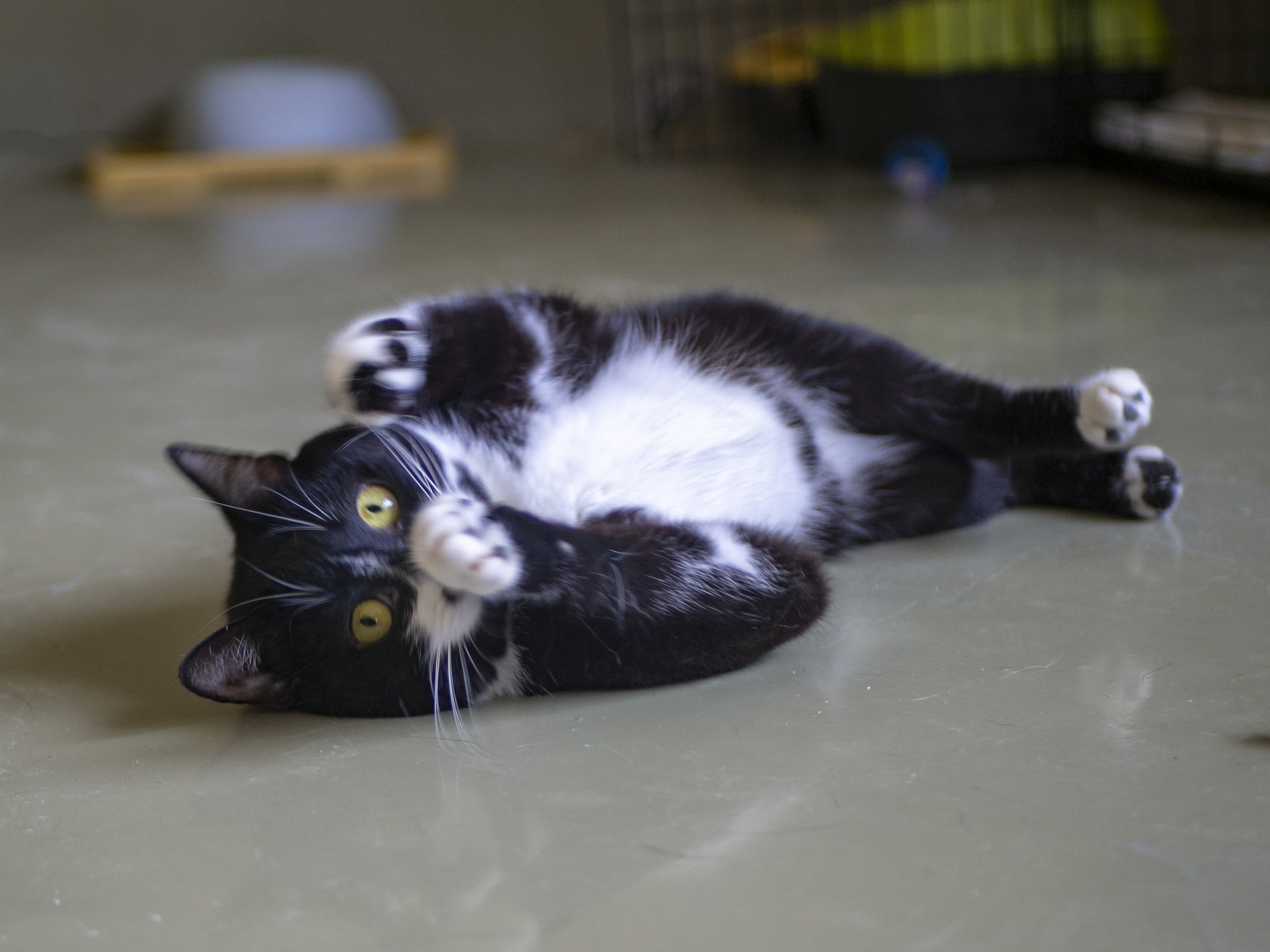 A special cat and a little trouble - cat, Homeless animals, Charity, In good hands, The strength of the Peekaboo, Kindness, Moscow region, Longpost