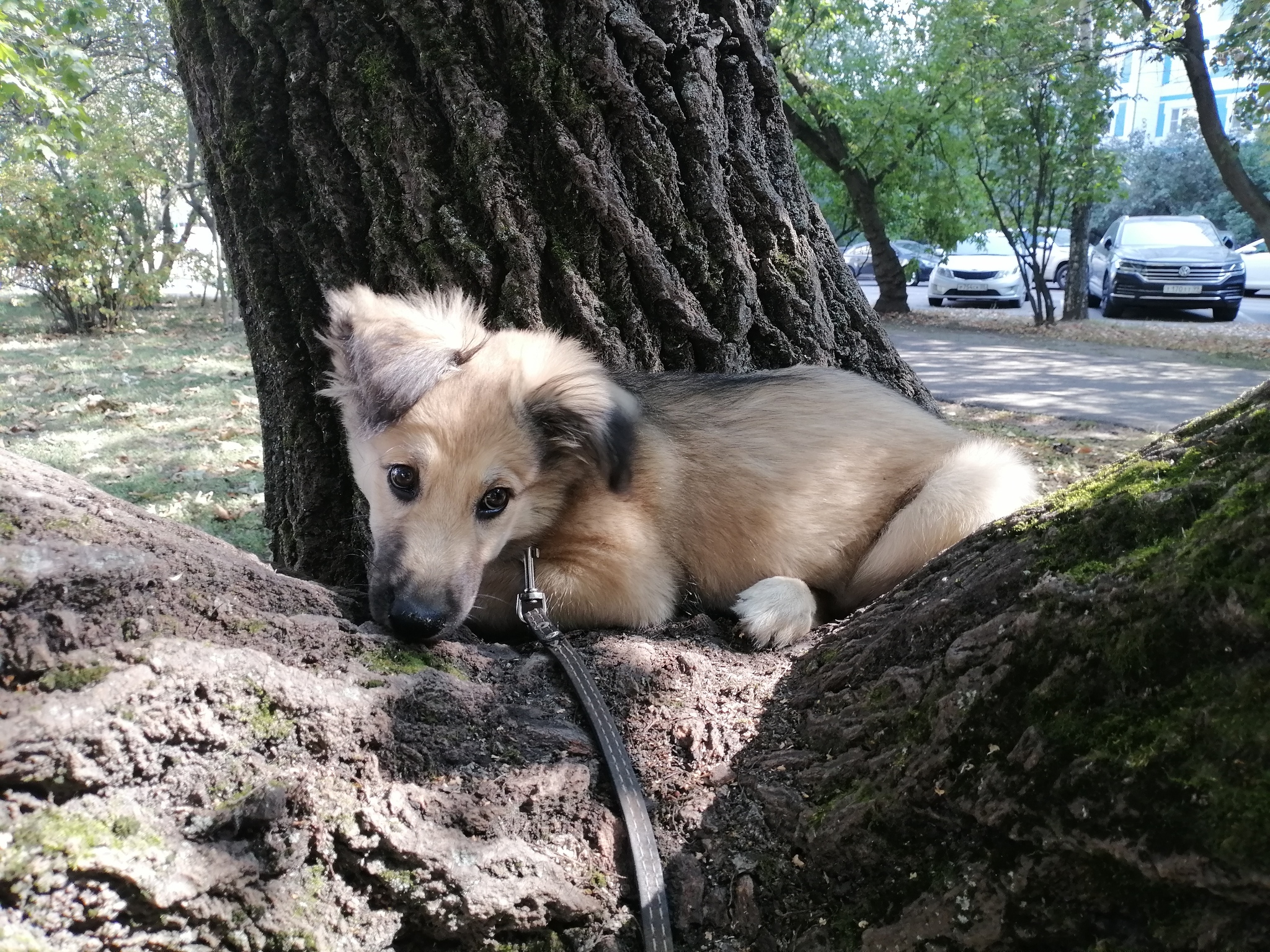 Our golden crossbreed is growing up - My, Dog, Dog lovers, City walk, Puppies, Training, Care, Homeless animals, Friend, Kindness