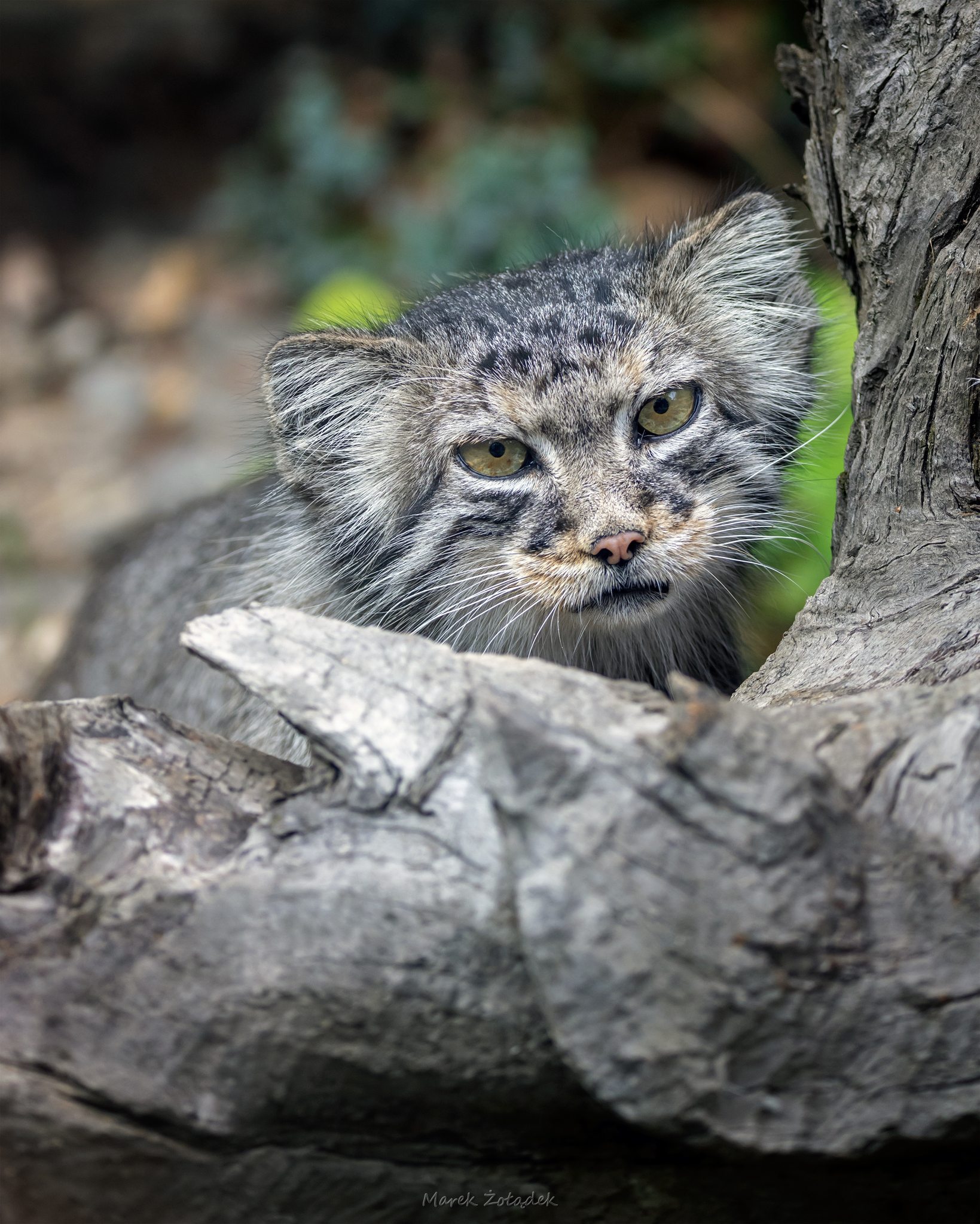 Attentive Zarina - Wild animals, Predatory animals, Cat family, Pallas' cat, Small cats, The photo, Zoo, Facebook (link)