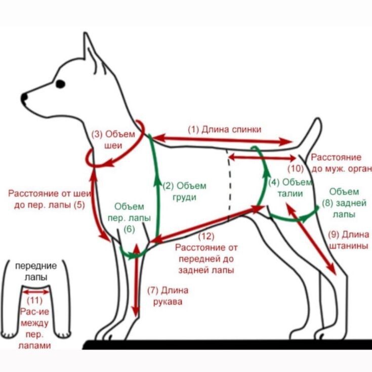 Полезные схемы замеров - Кот, Собака, Мерки, Схема, Рукоделие, Одежда для животных, Пушистые, Вязание, Ручная работа, Домашние животные