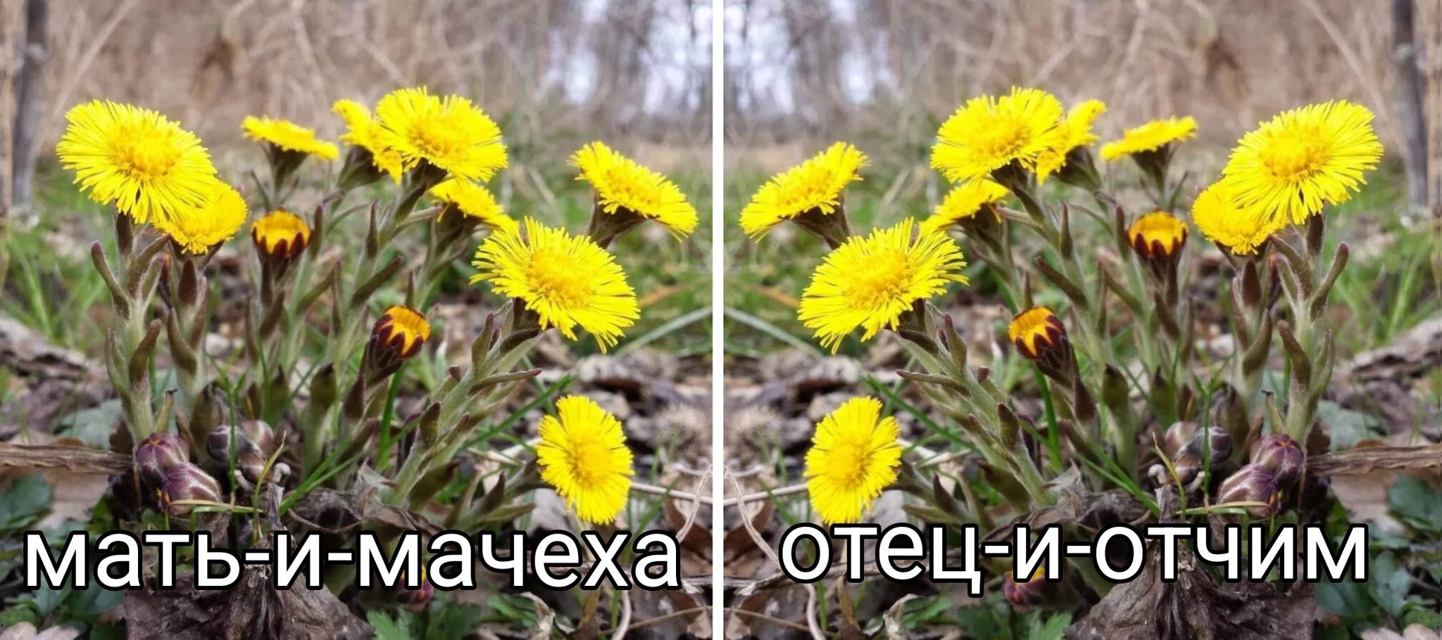 Mother-and-stepmother - Coltsfoot, Flowers, Plants, Picture with text, Mum, Stepmother, Father, Stepfather, Vice versa