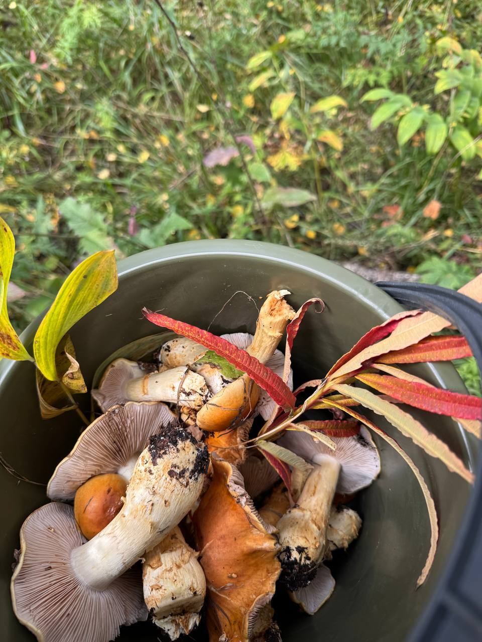 Help identify mushrooms - Mushrooms, Autumn, Longpost