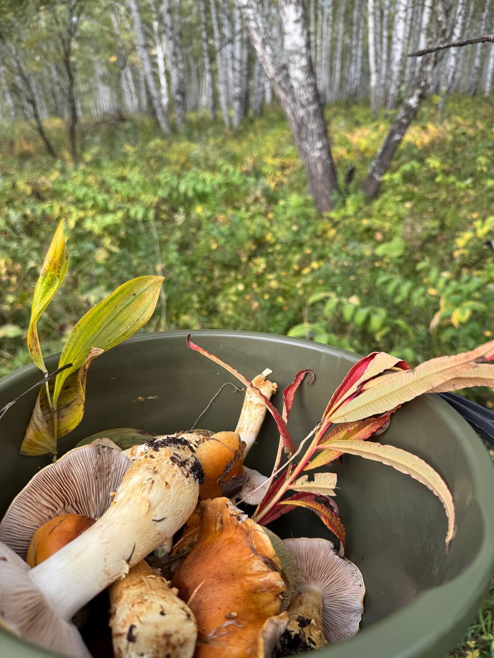 Help identify mushrooms - Mushrooms, Autumn, Longpost