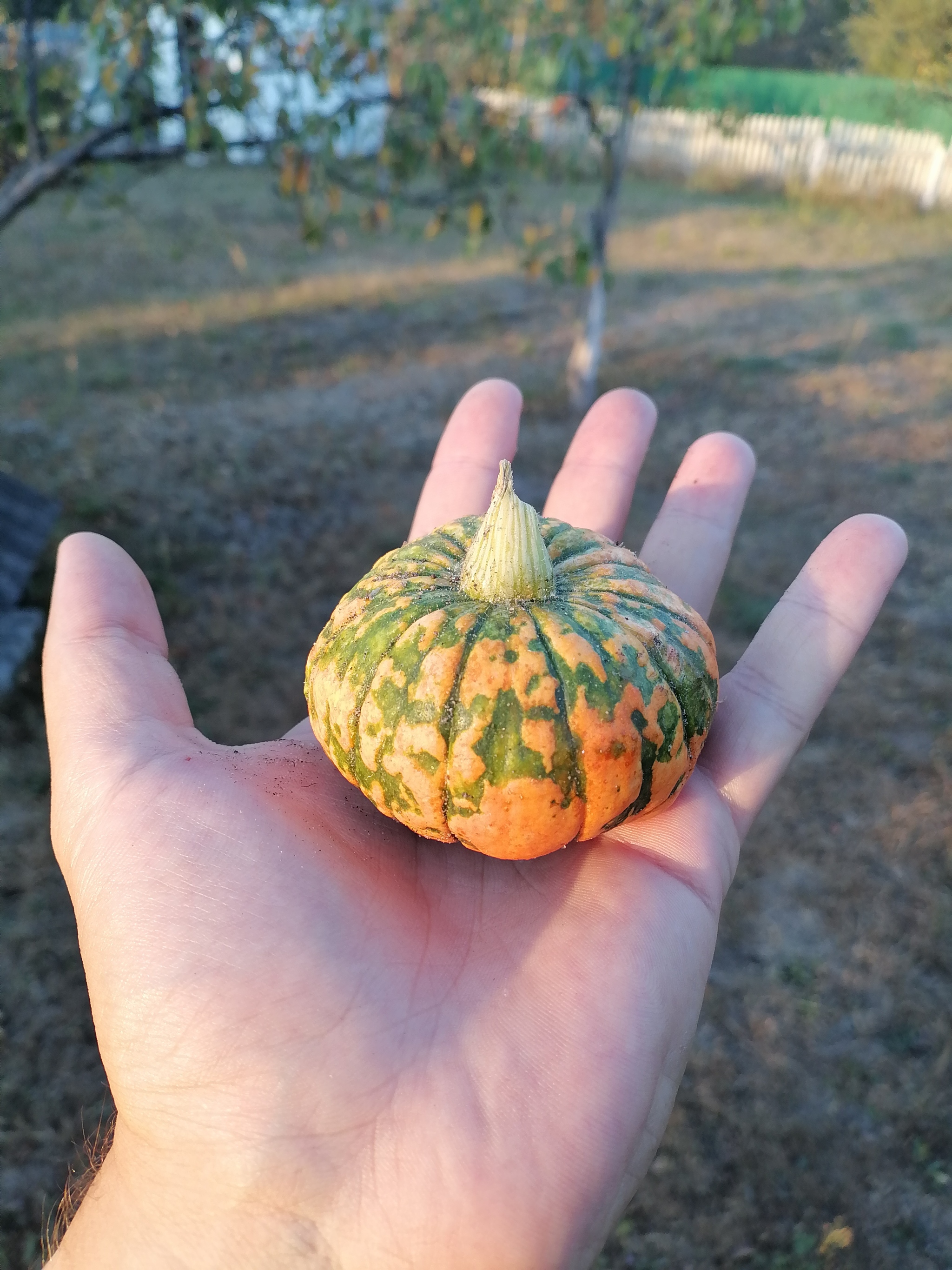 Are they still accepting applications for the Giants League? - My, Giants, Pumpkin, Harvest, Vegetables, Vegetable growing