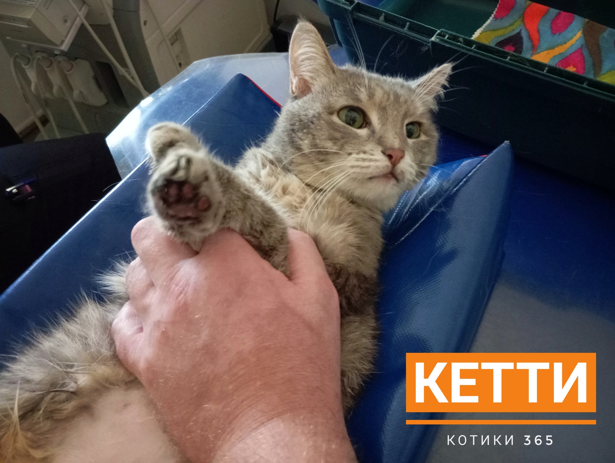 Ketty 09/08/2024 - cat, Pet the cat, Shelter, Cat lovers, Homeless animals, Longpost