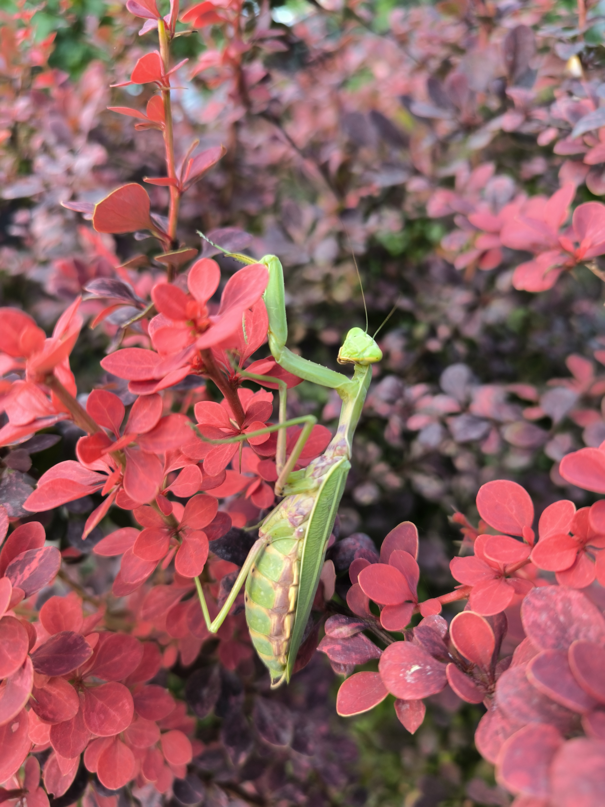 Mantis - My, Mantis, Barberry, Insects