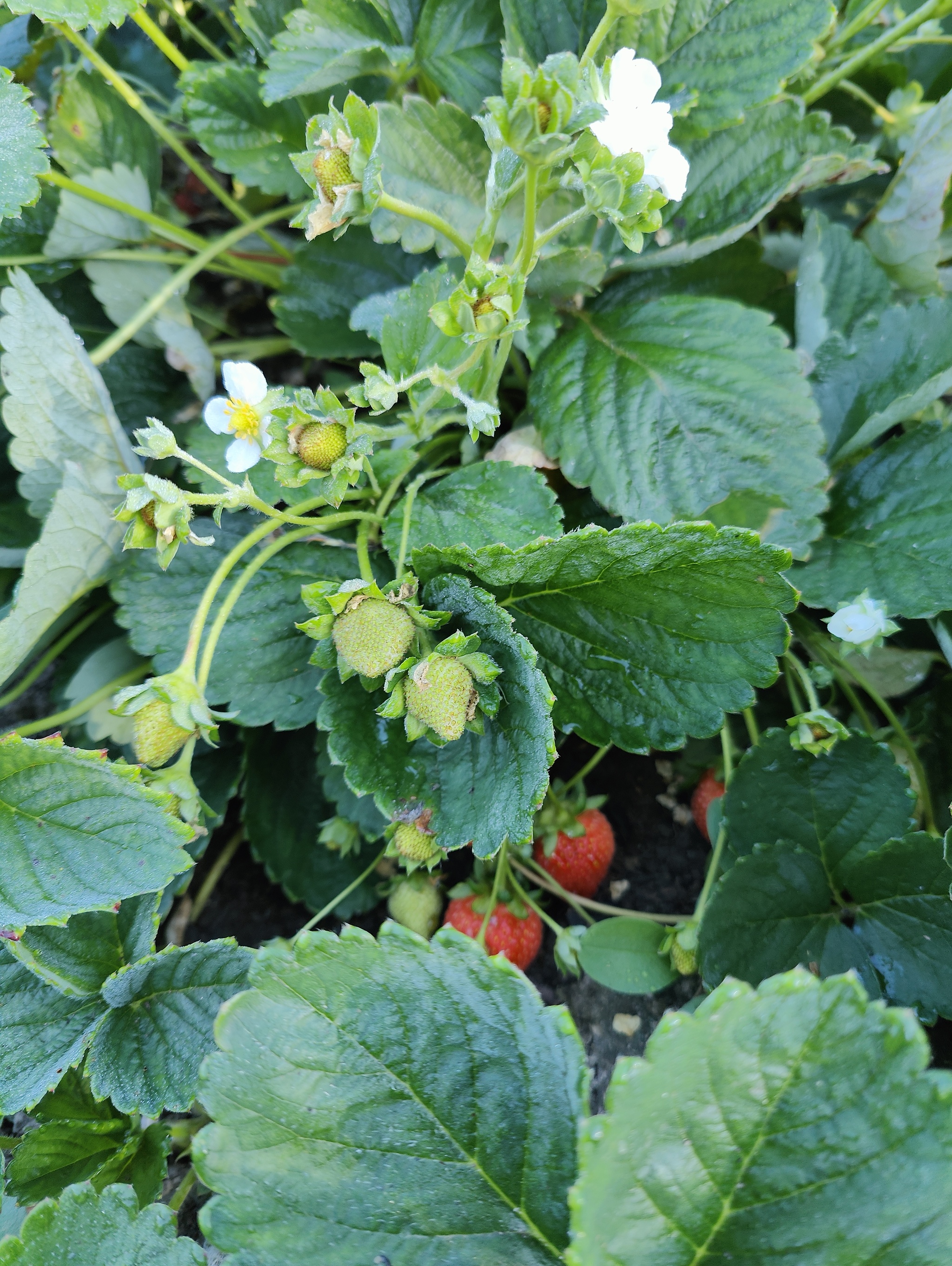 My mom is great - My, A wave of posts, Dacha, Flowers, Strawberry (plant), Longpost