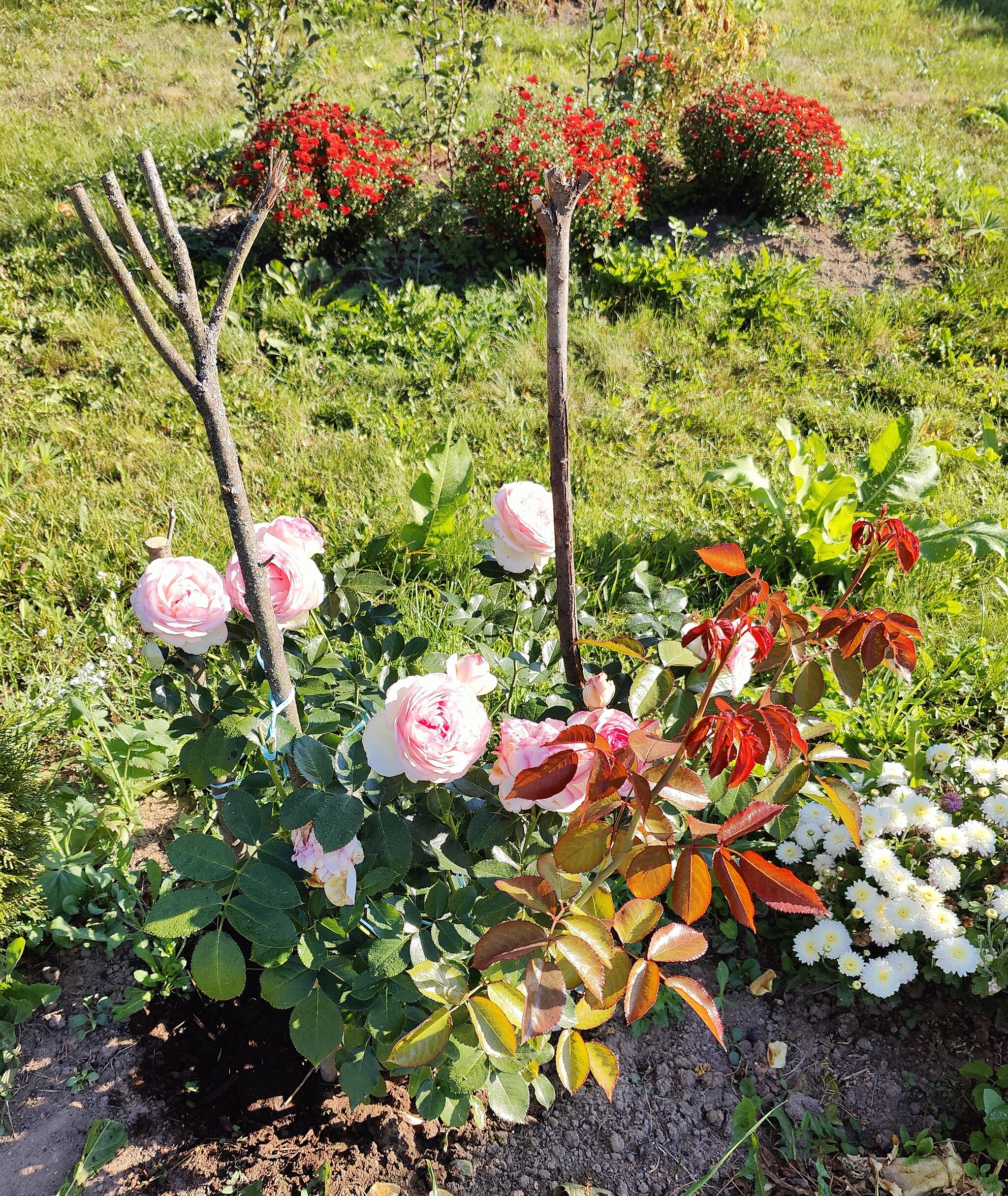 My mom is great - My, A wave of posts, Dacha, Flowers, Strawberry (plant), Longpost