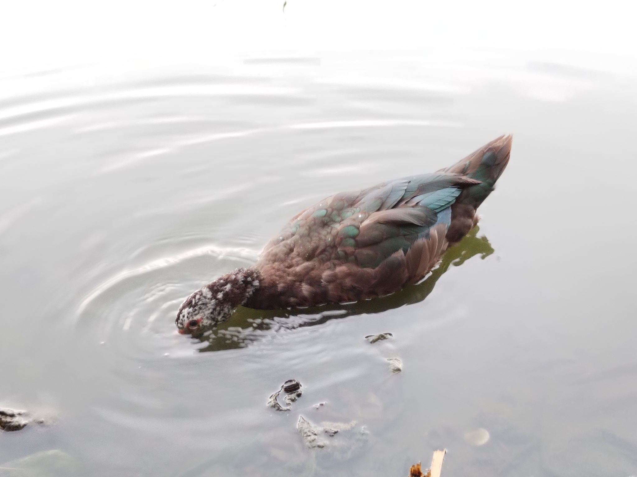 Muscovy ducks - My, Birds, The photo, Duck, Bird watching, The nature of Russia