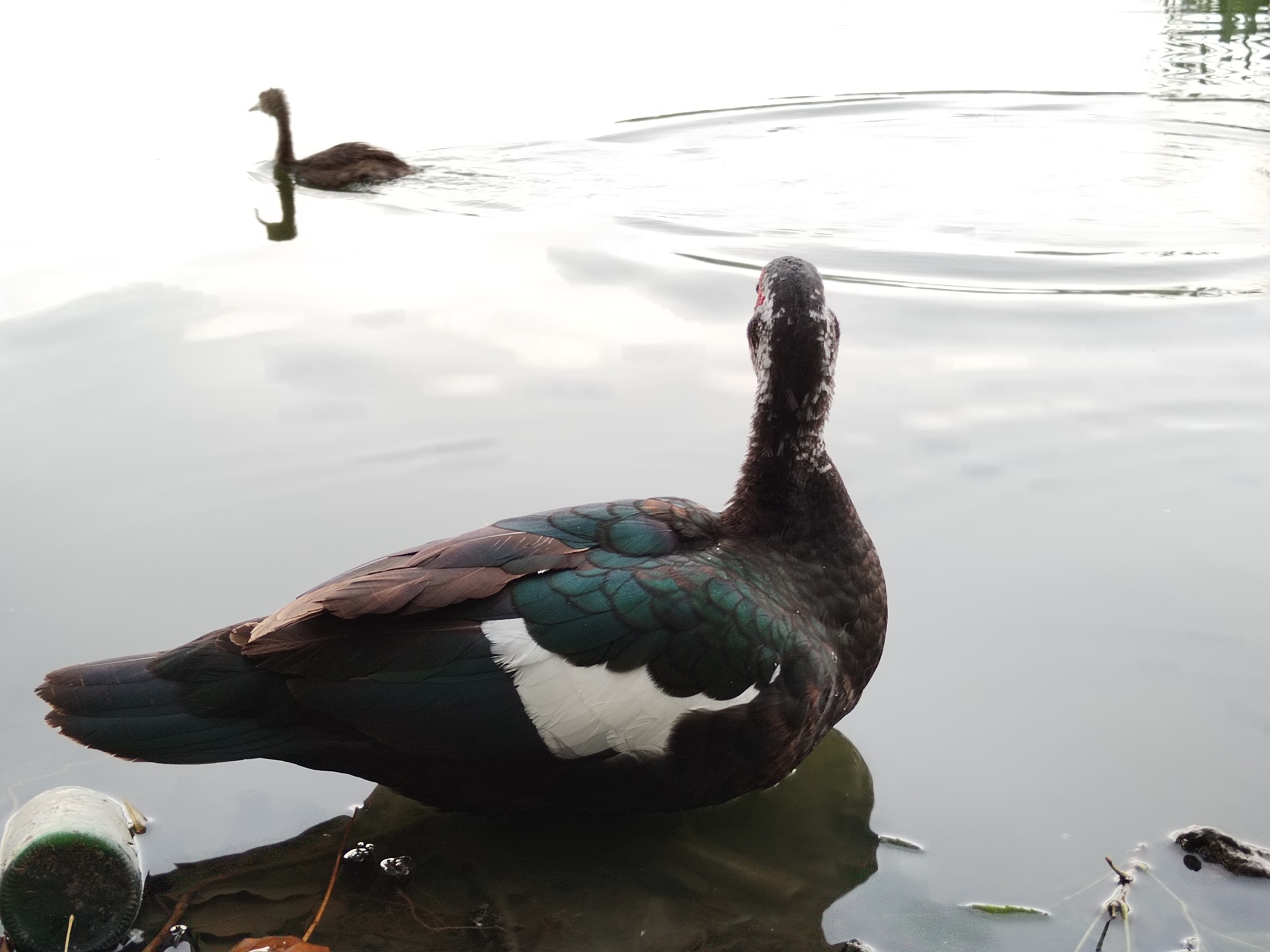 Muscovy ducks - My, Birds, The photo, Duck, Bird watching, The nature of Russia