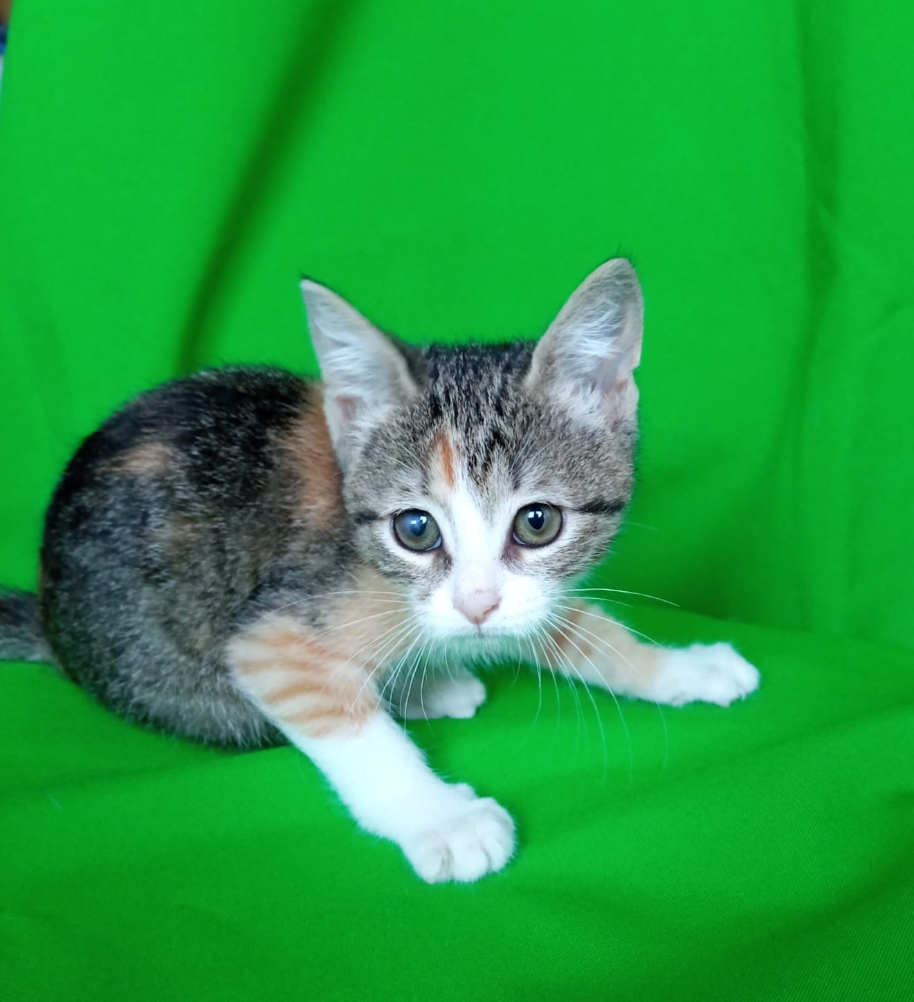 Three-legged baby is looking for good owners - In good hands, Moscow, Moscow region, Help, Volunteering, Cat family, Kittens, cat, Pets, Homeless animals, Cat lovers, Kindness, Vertical video, Video, Longpost