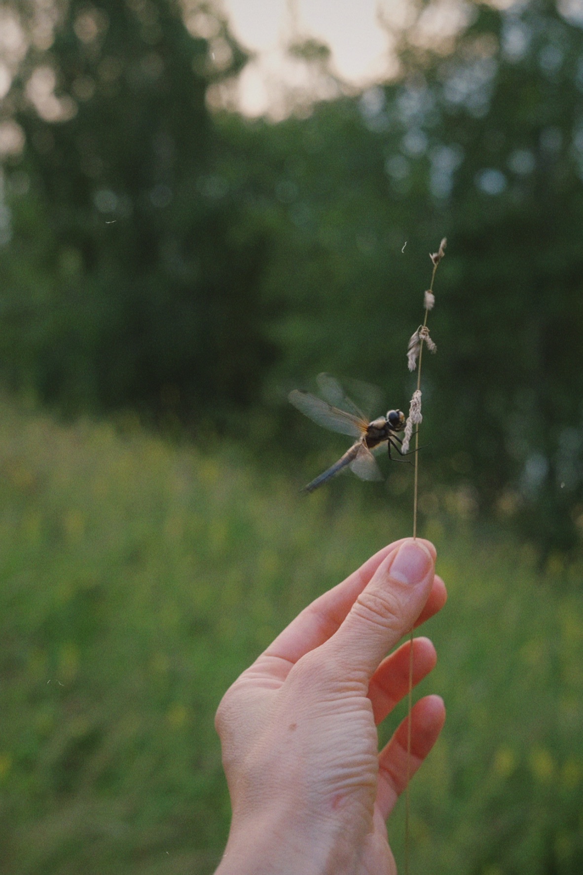 September - My, Nature, The nature of Russia, Pond, Autumn, Landscape, Beautiful view, Longpost, Гусь, The photo