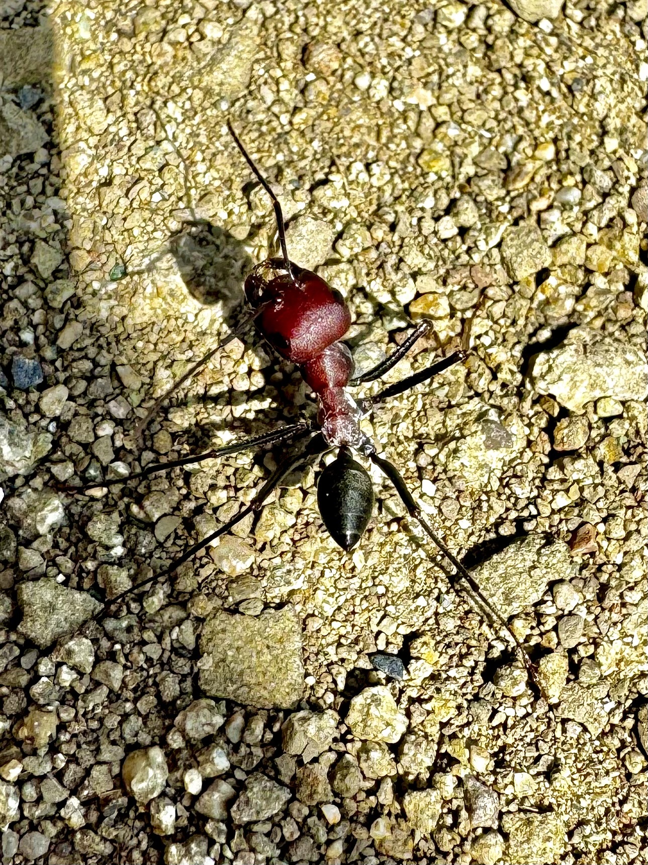 Macro ant in Tbilisi - My, Mobile photography, Ants, Insects, Macro photography, Longpost