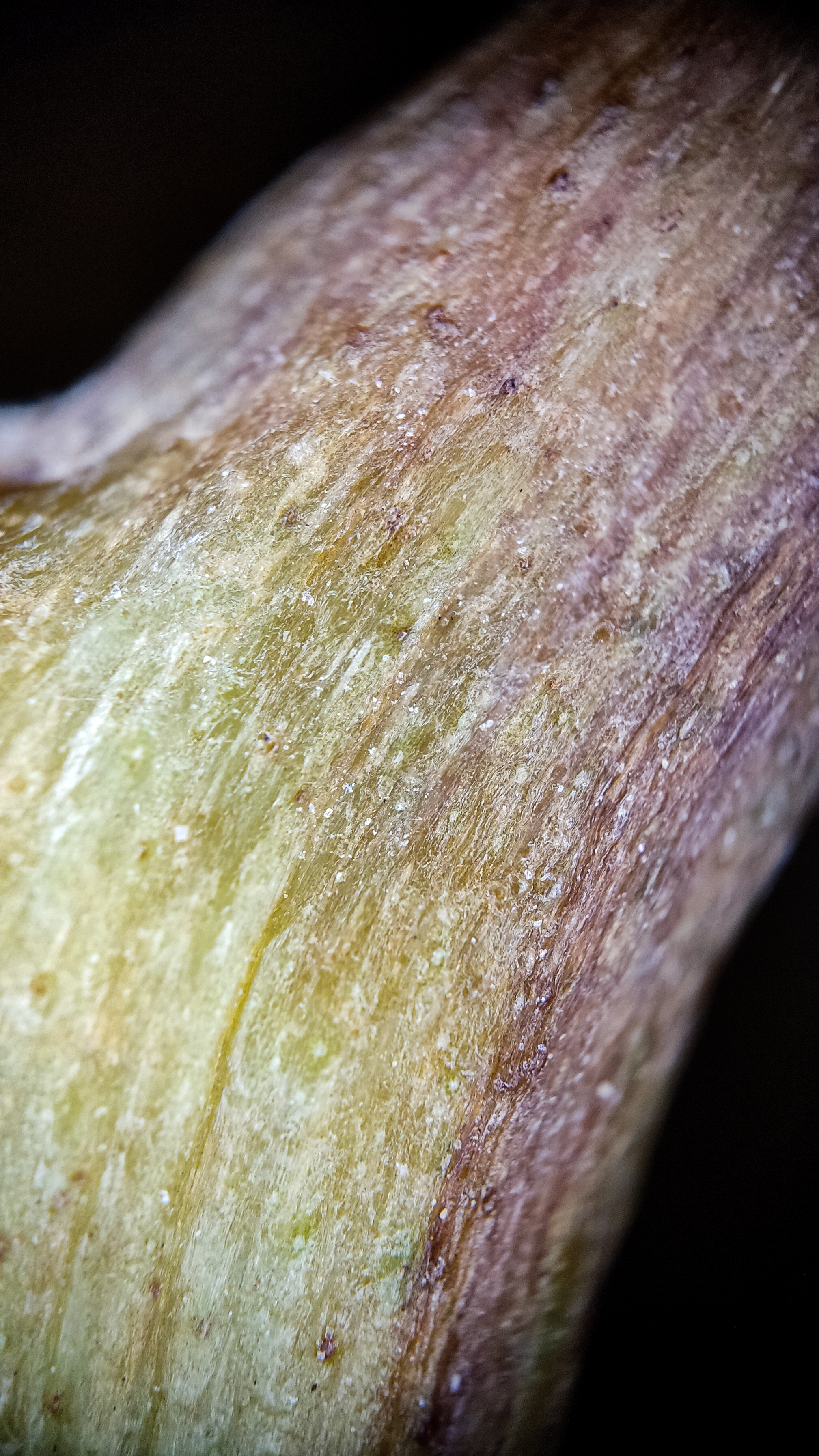 Photo project Let's take a closer look post #87. Green seedless grapes - My, Bloom, Macro photography, Nature, The photo, Grape, Microfilming, Kishmish, Longpost